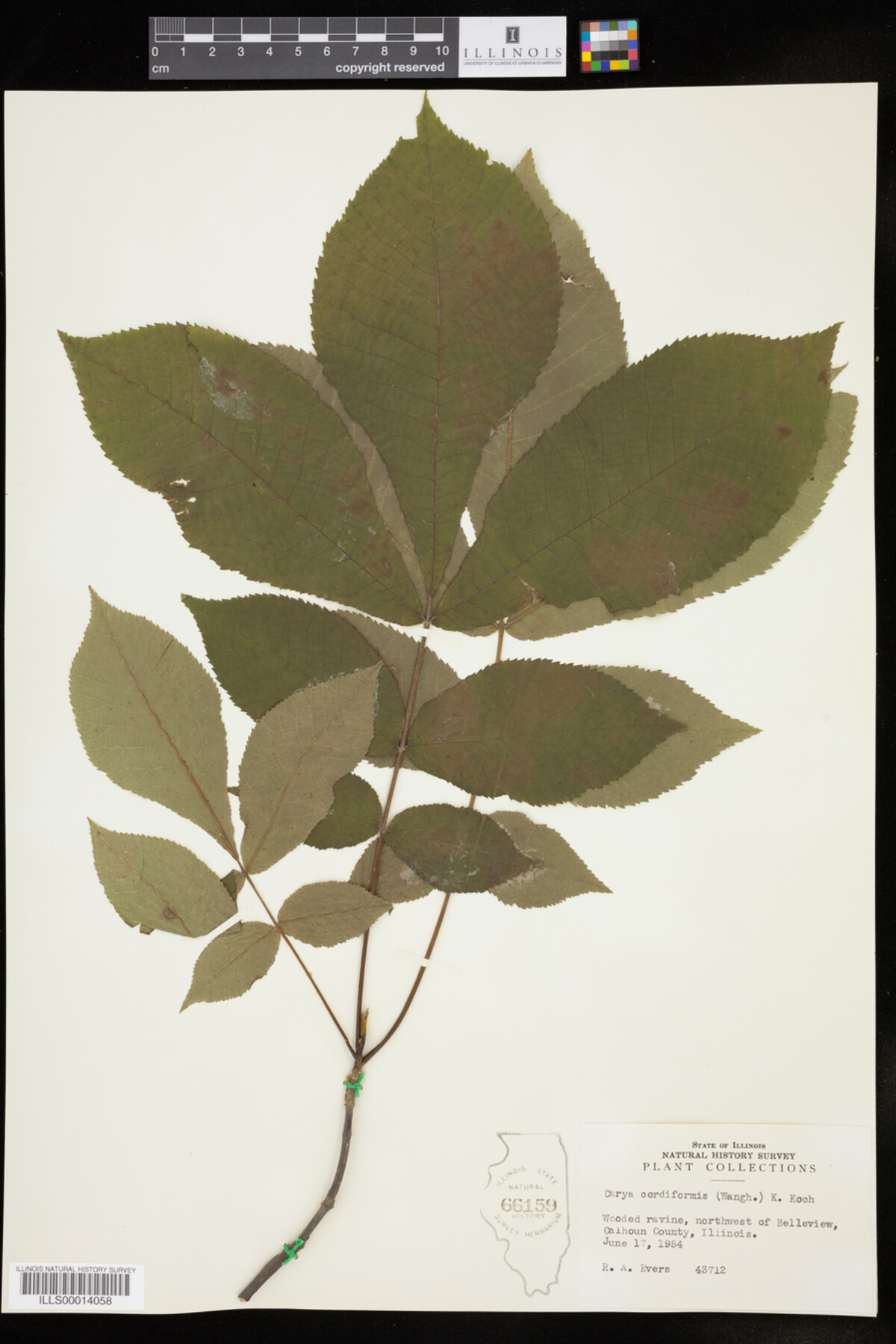 Carya cordiformis image