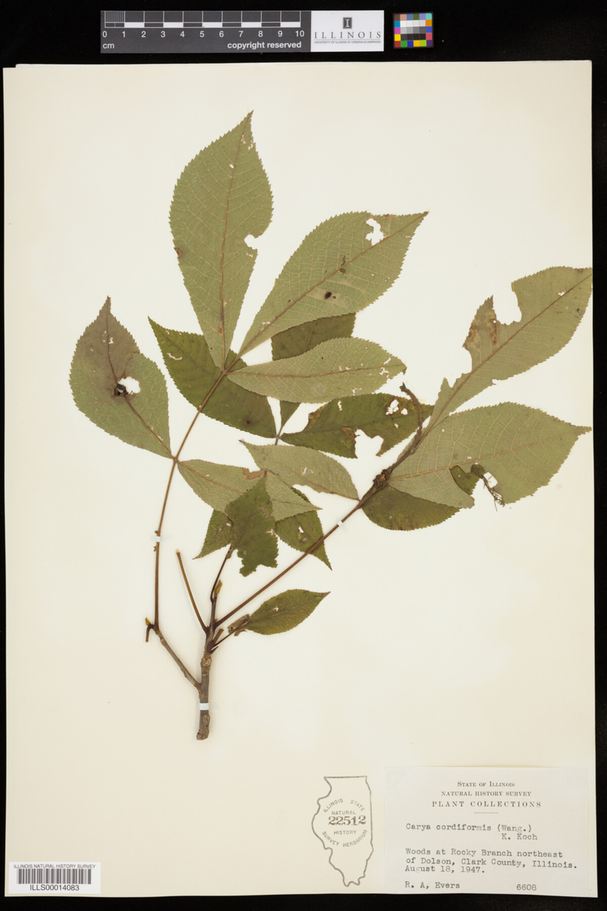 Carya cordiformis image
