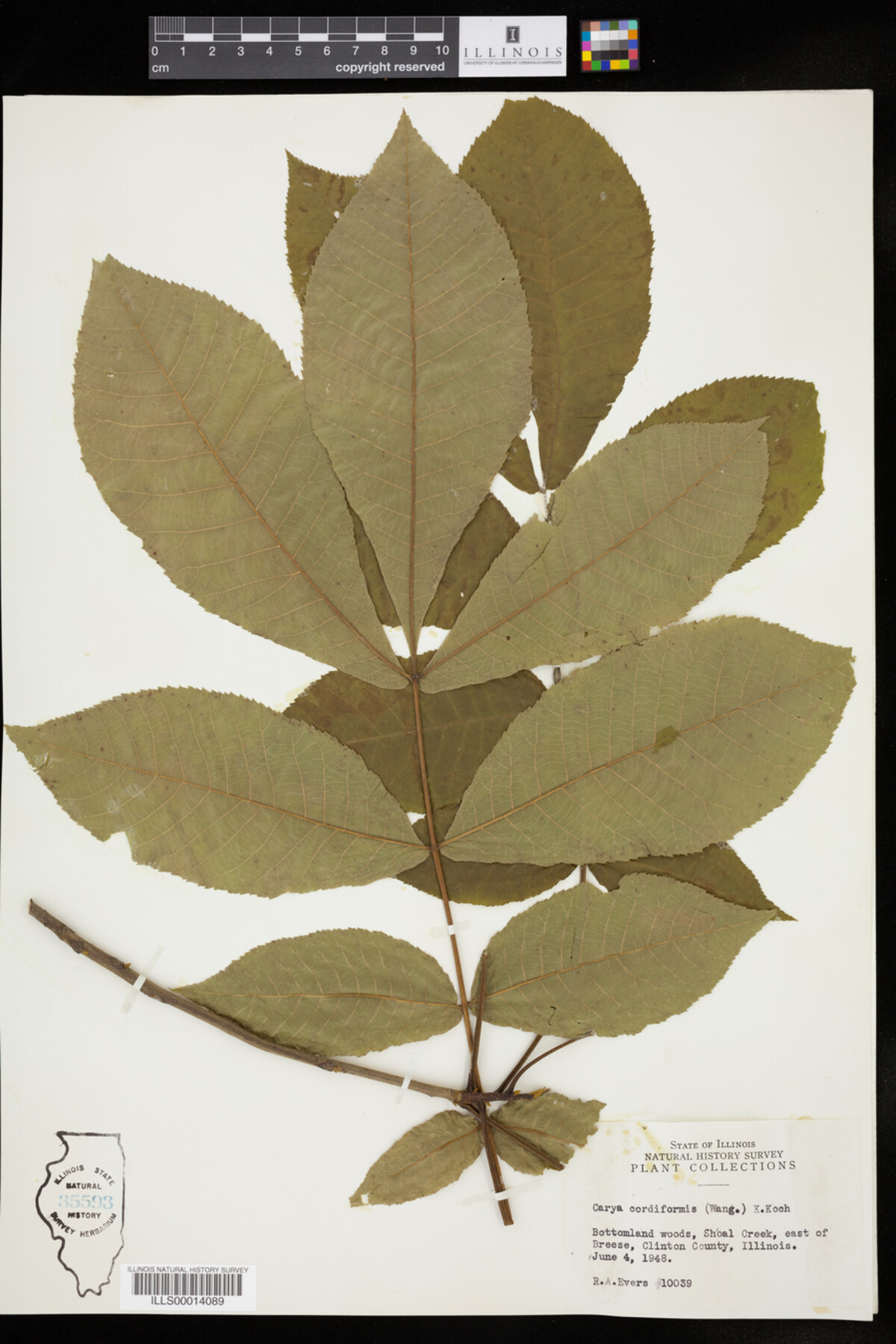 Carya cordiformis image