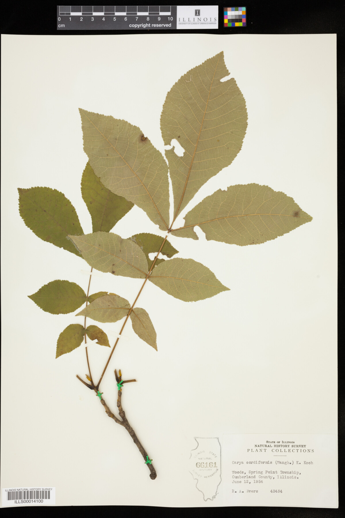 Carya cordiformis image