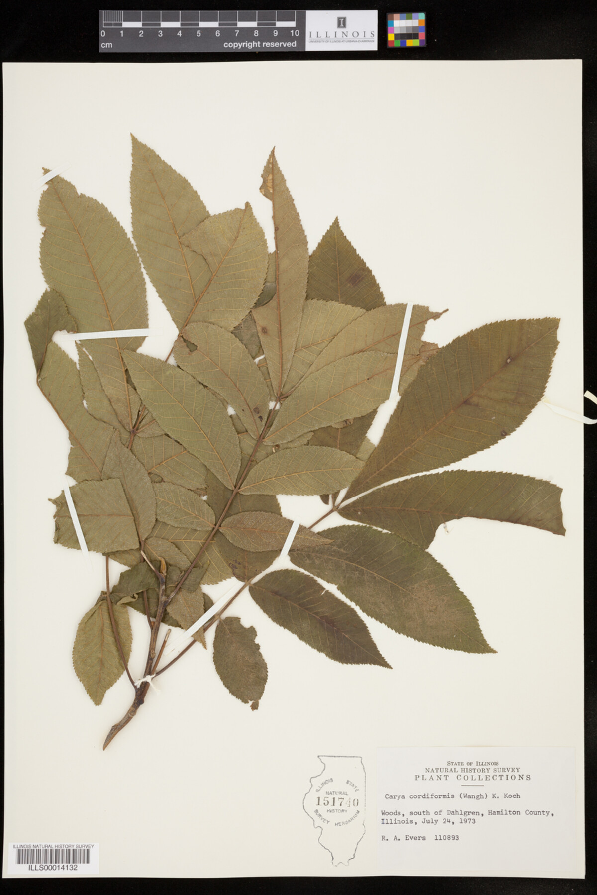 Carya cordiformis image