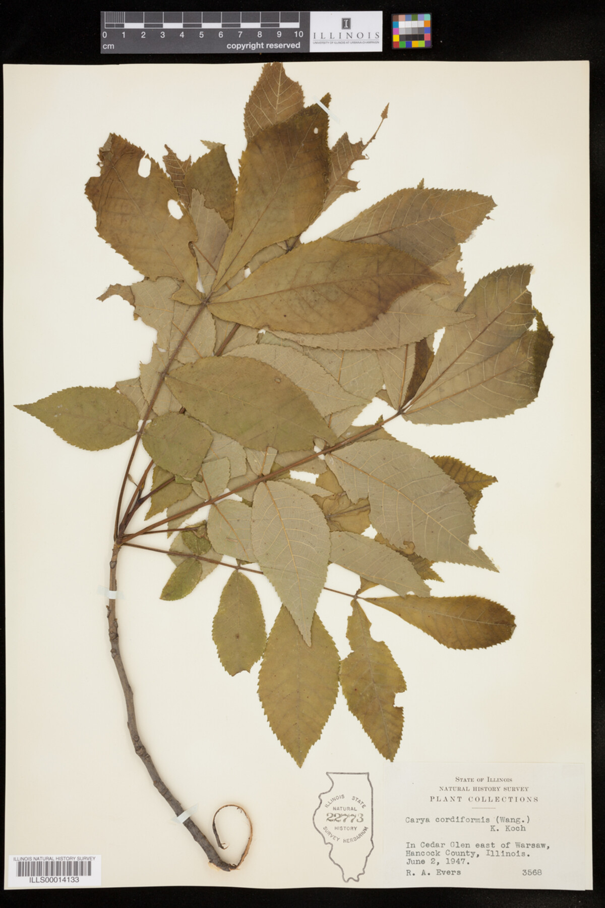 Carya cordiformis image