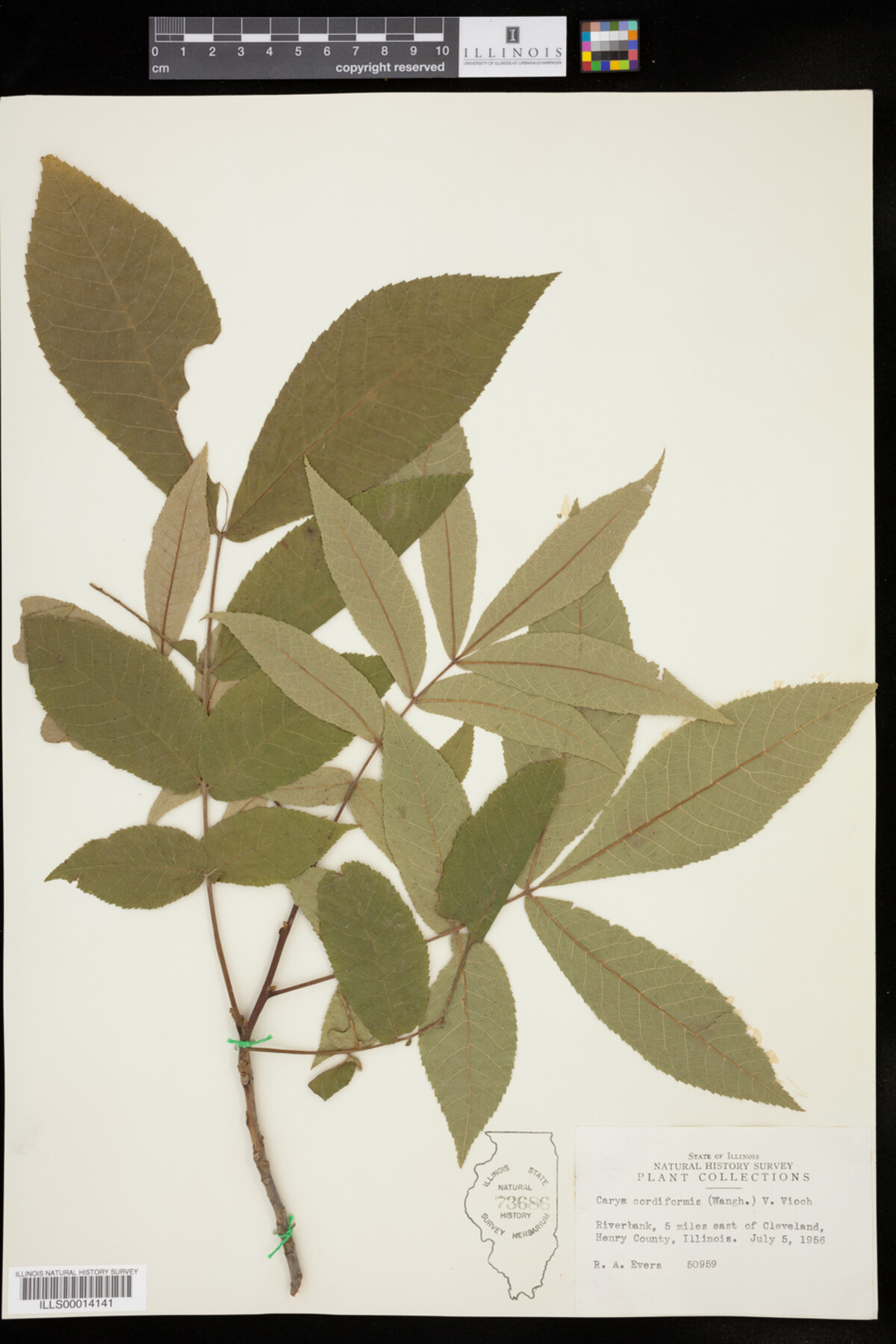 Carya cordiformis image