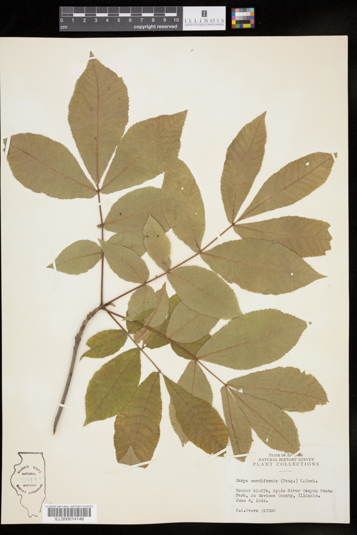 Carya cordiformis image