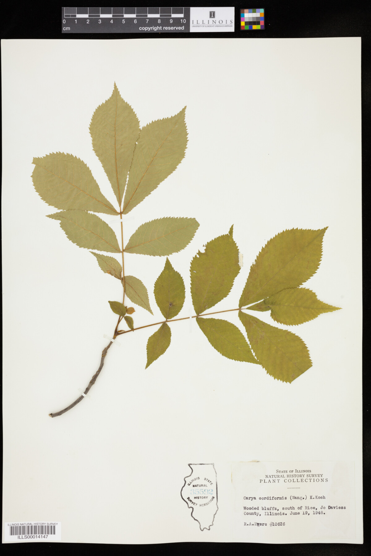 Carya cordiformis image