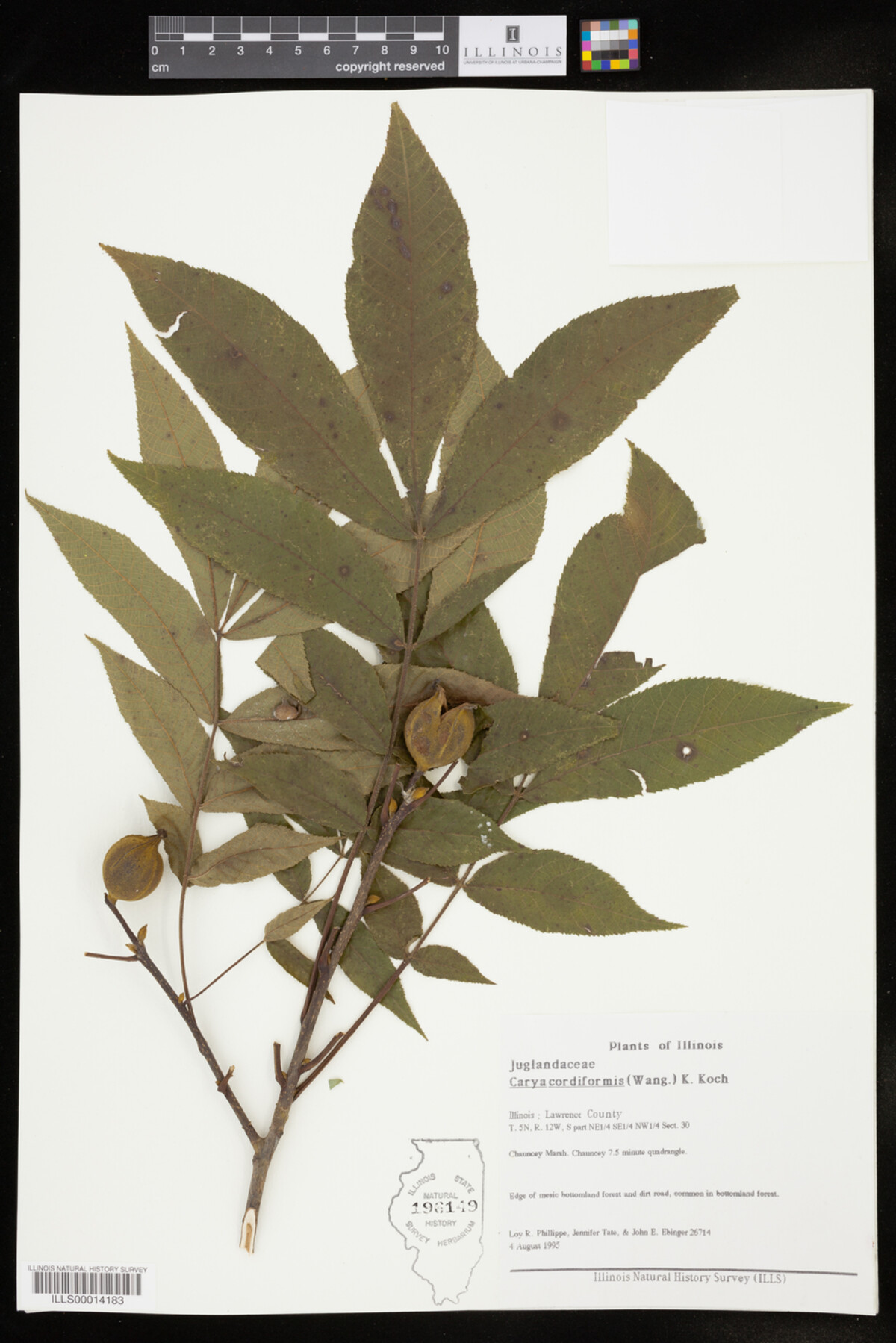 Carya cordiformis image