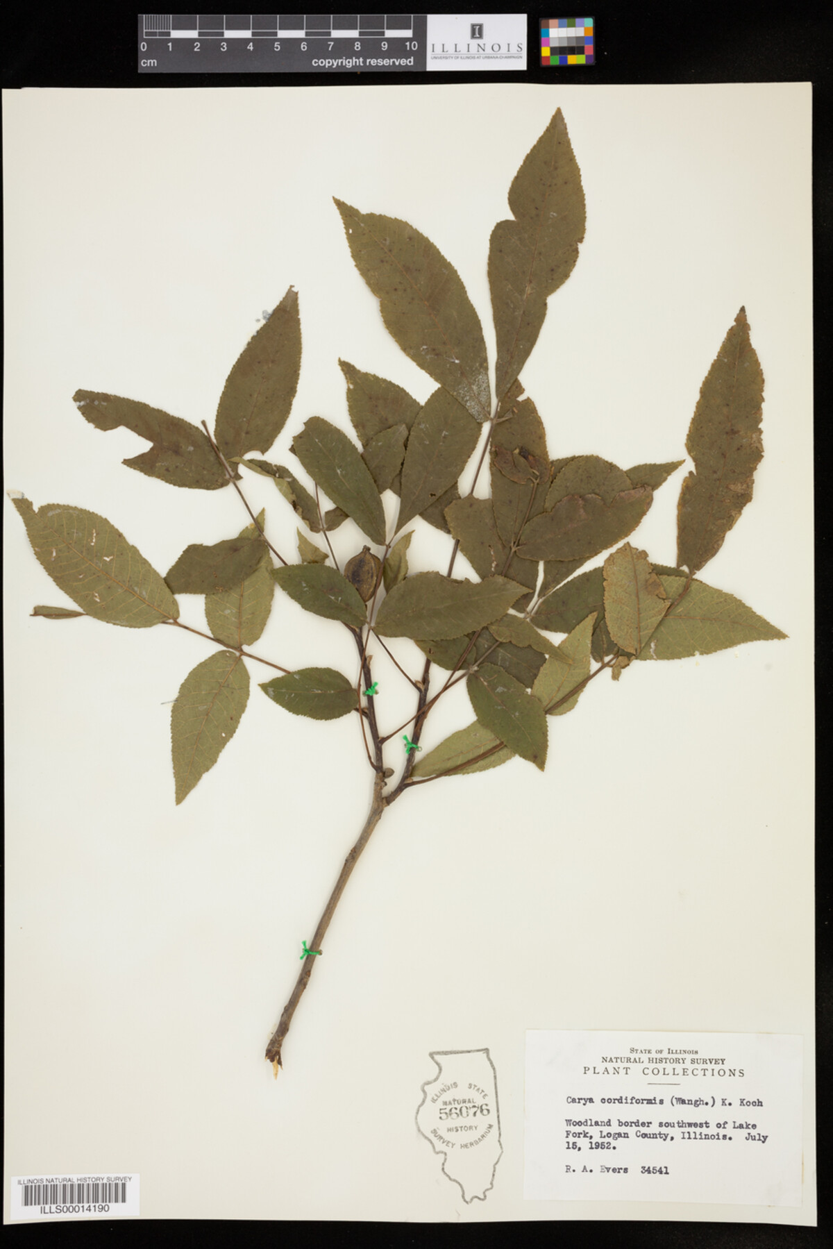 Carya cordiformis image