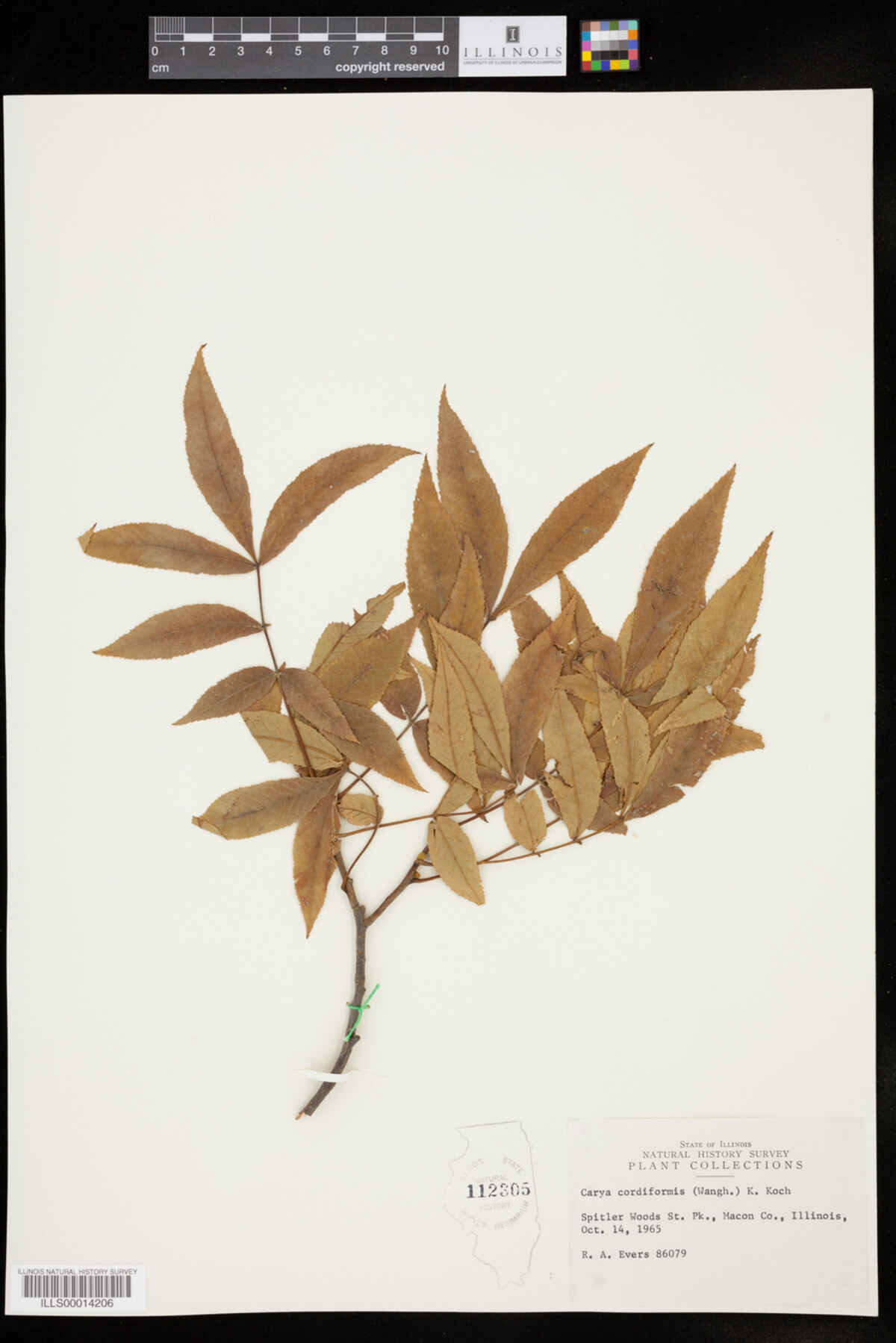 Carya cordiformis image