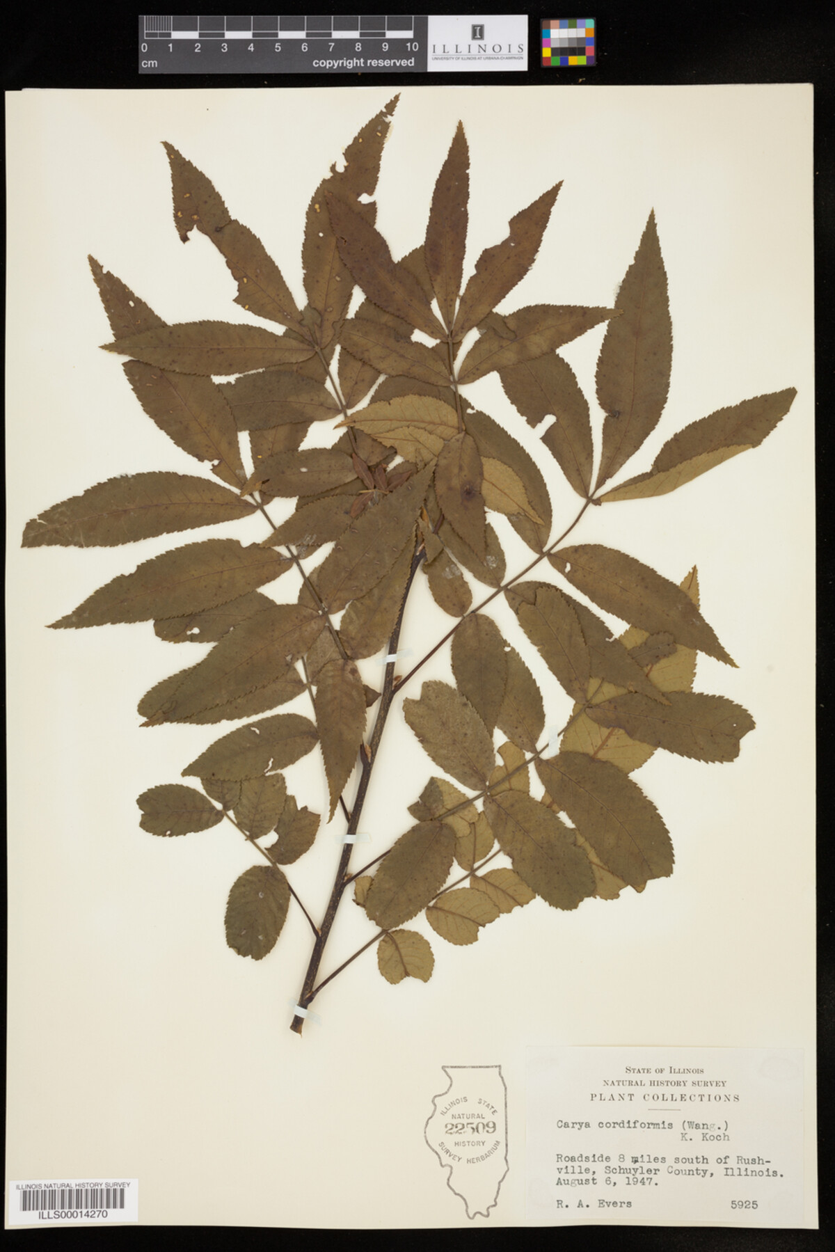 Carya cordiformis image