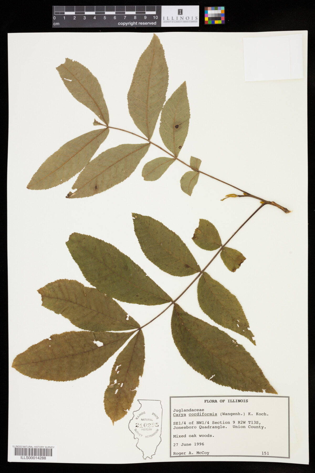Carya cordiformis image
