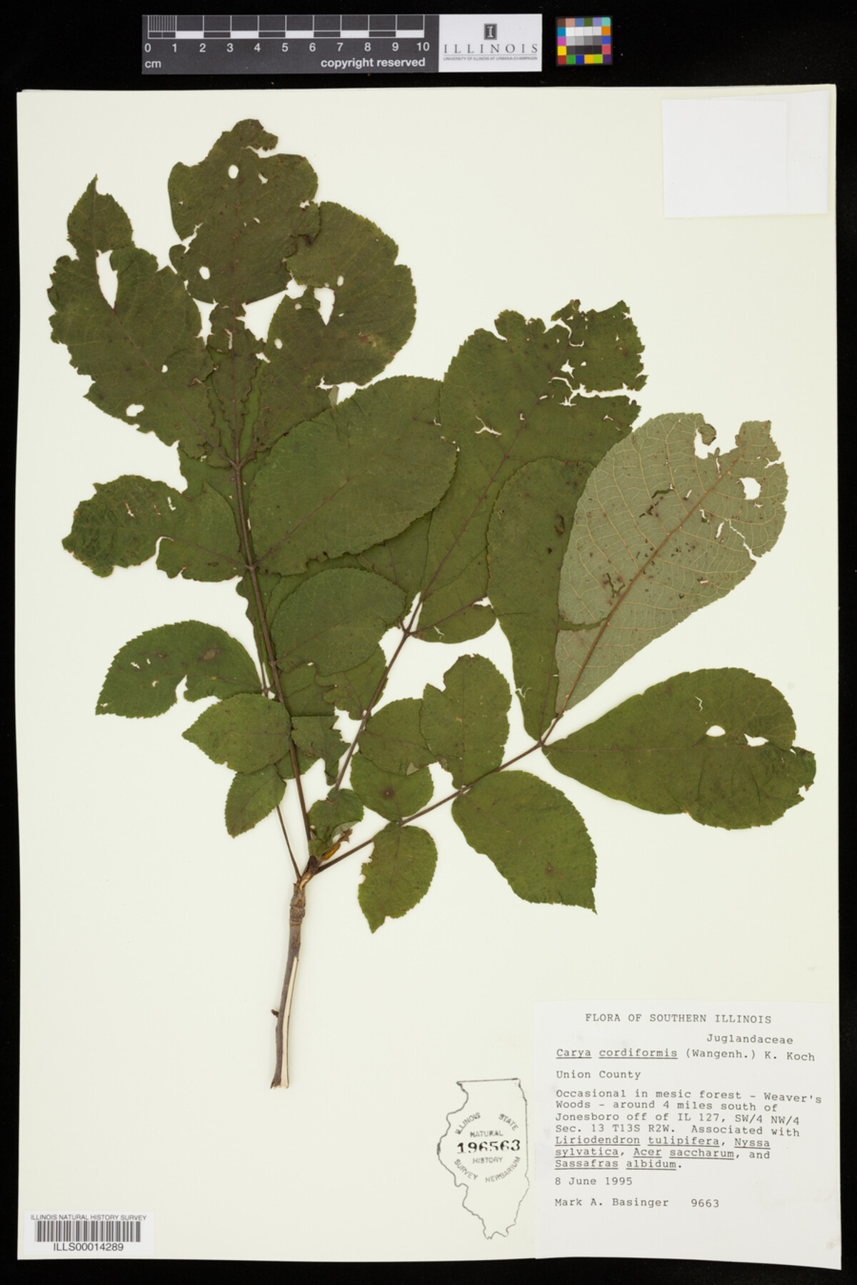 Carya cordiformis image