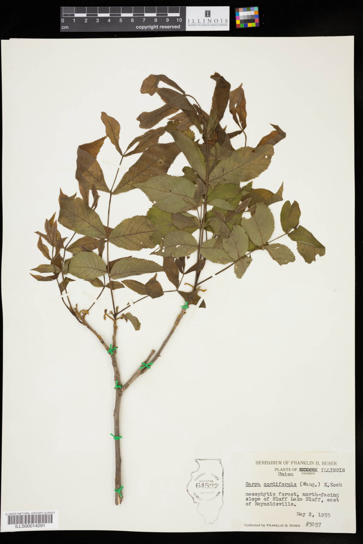 Carya cordiformis image