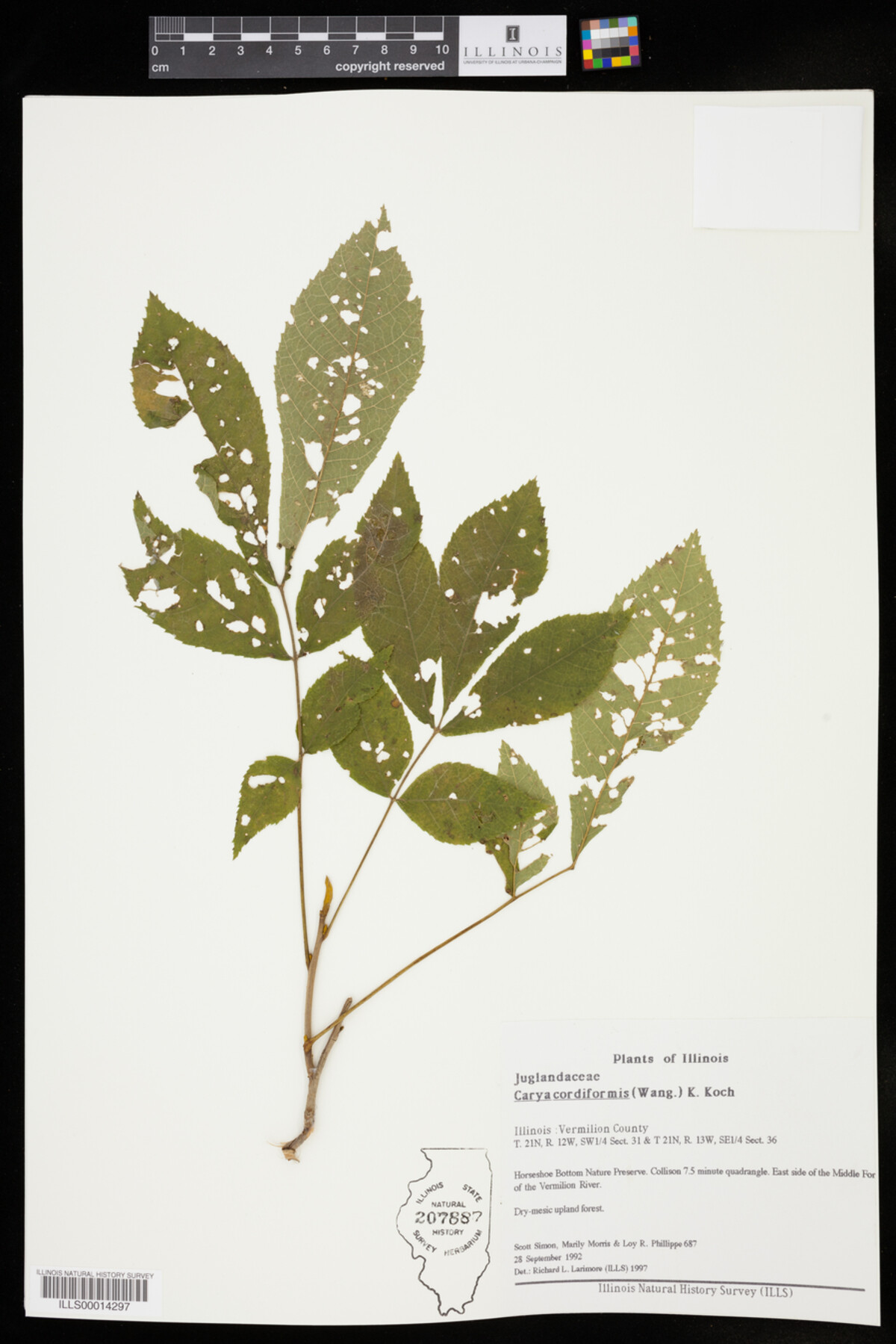 Carya cordiformis image