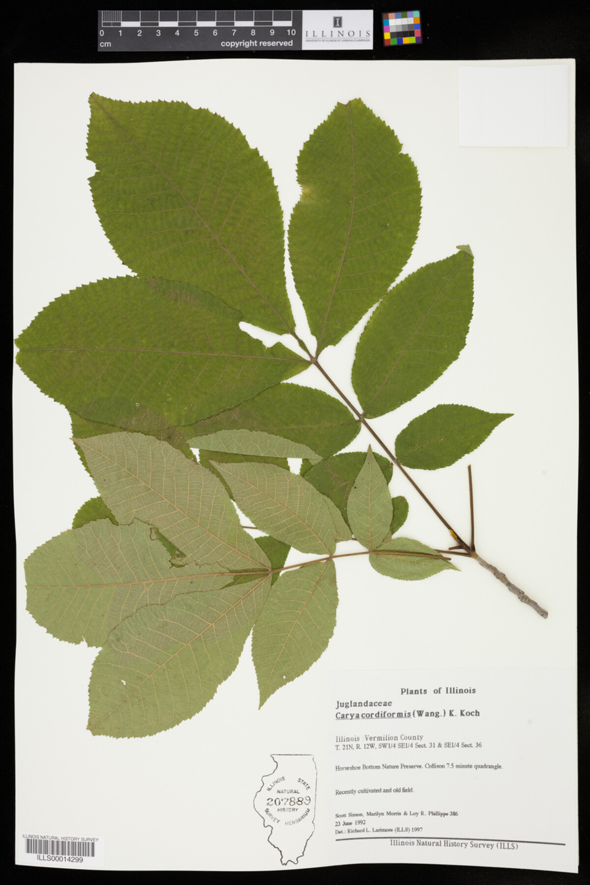 Carya image