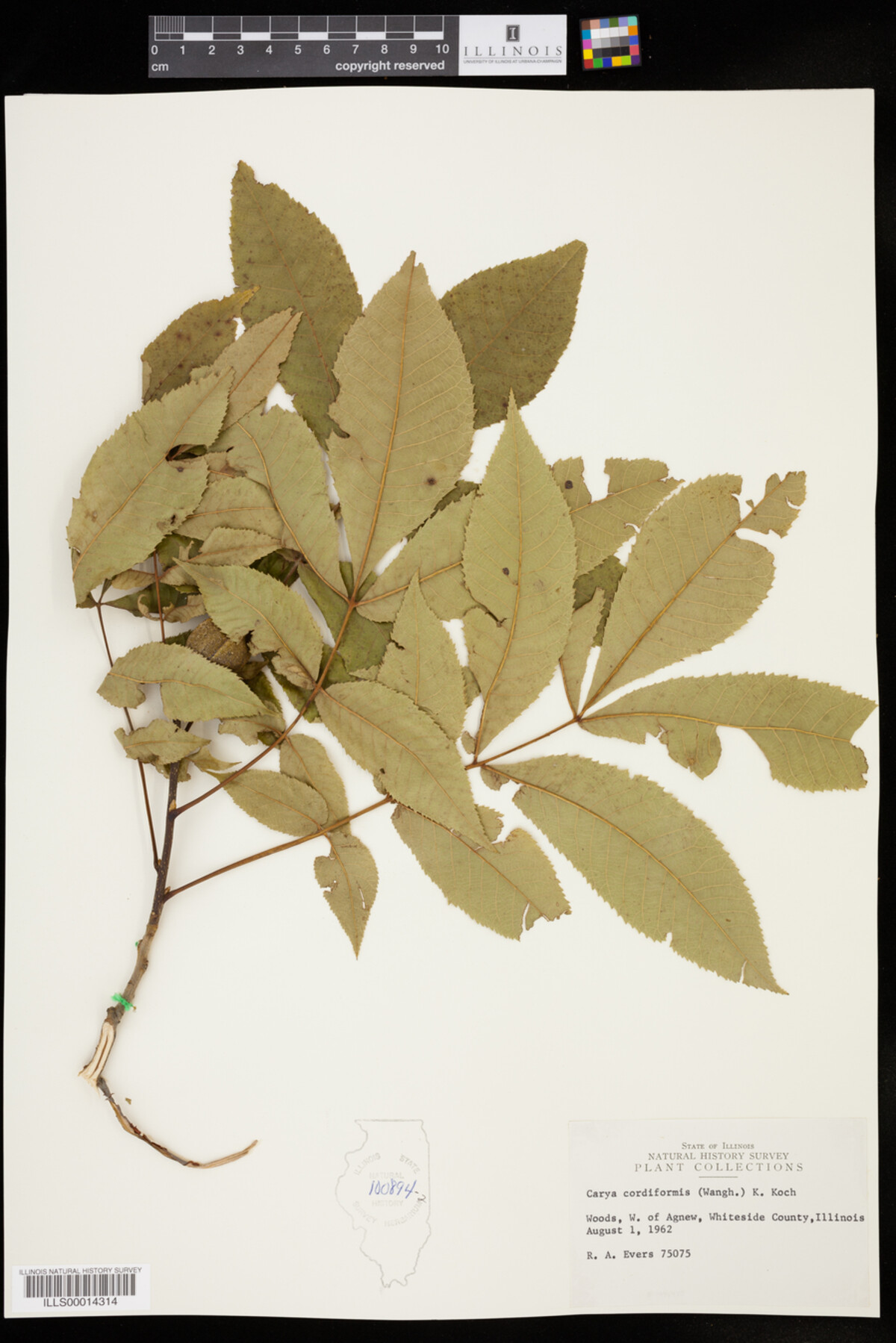 Carya cordiformis image