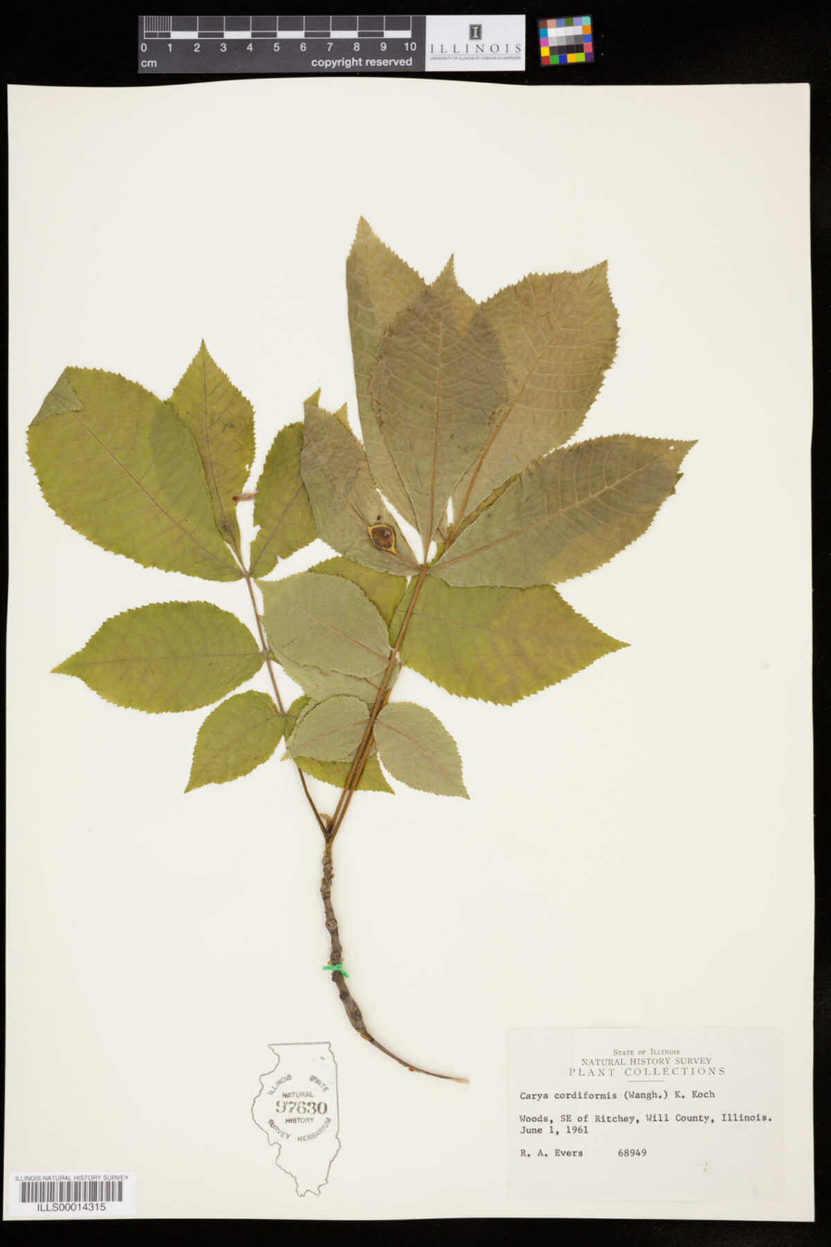 Carya cordiformis image