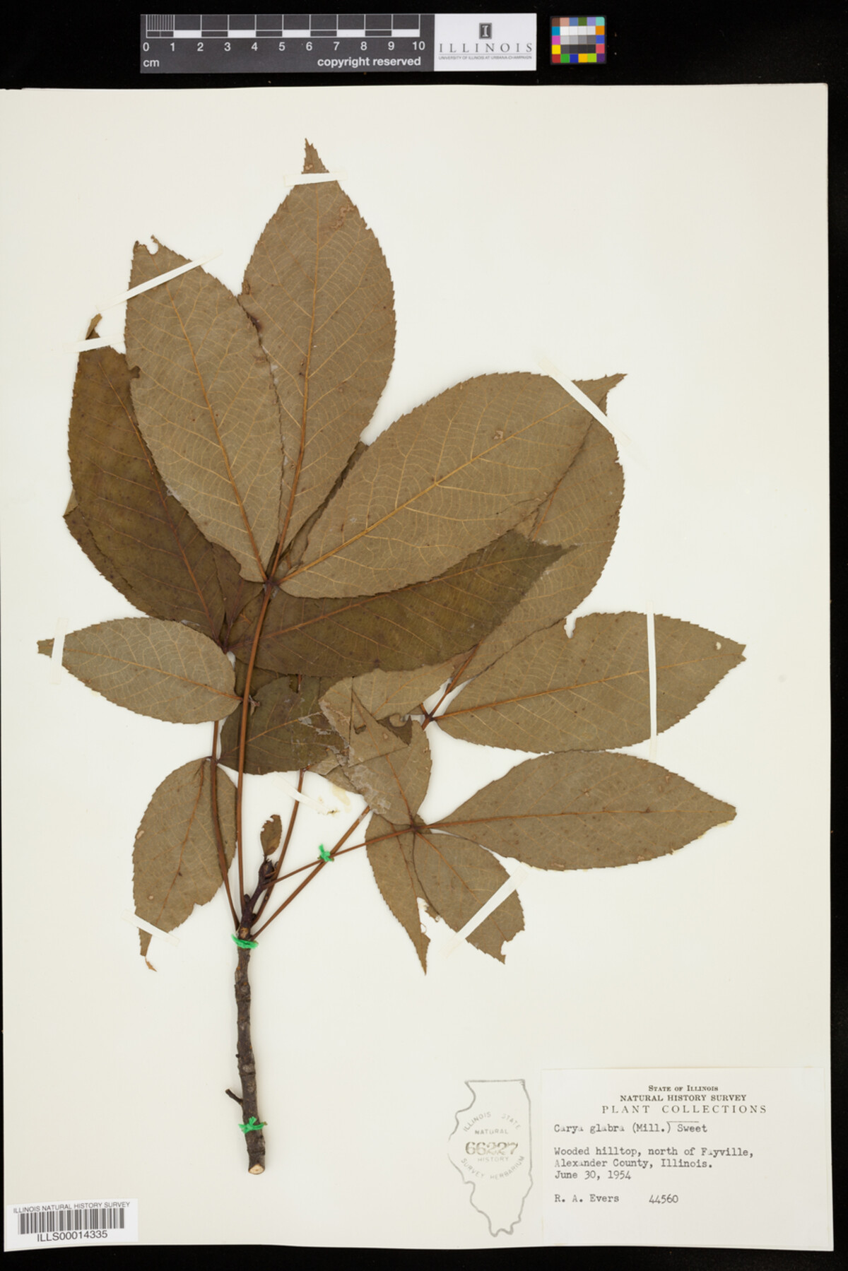 Carya glabra image