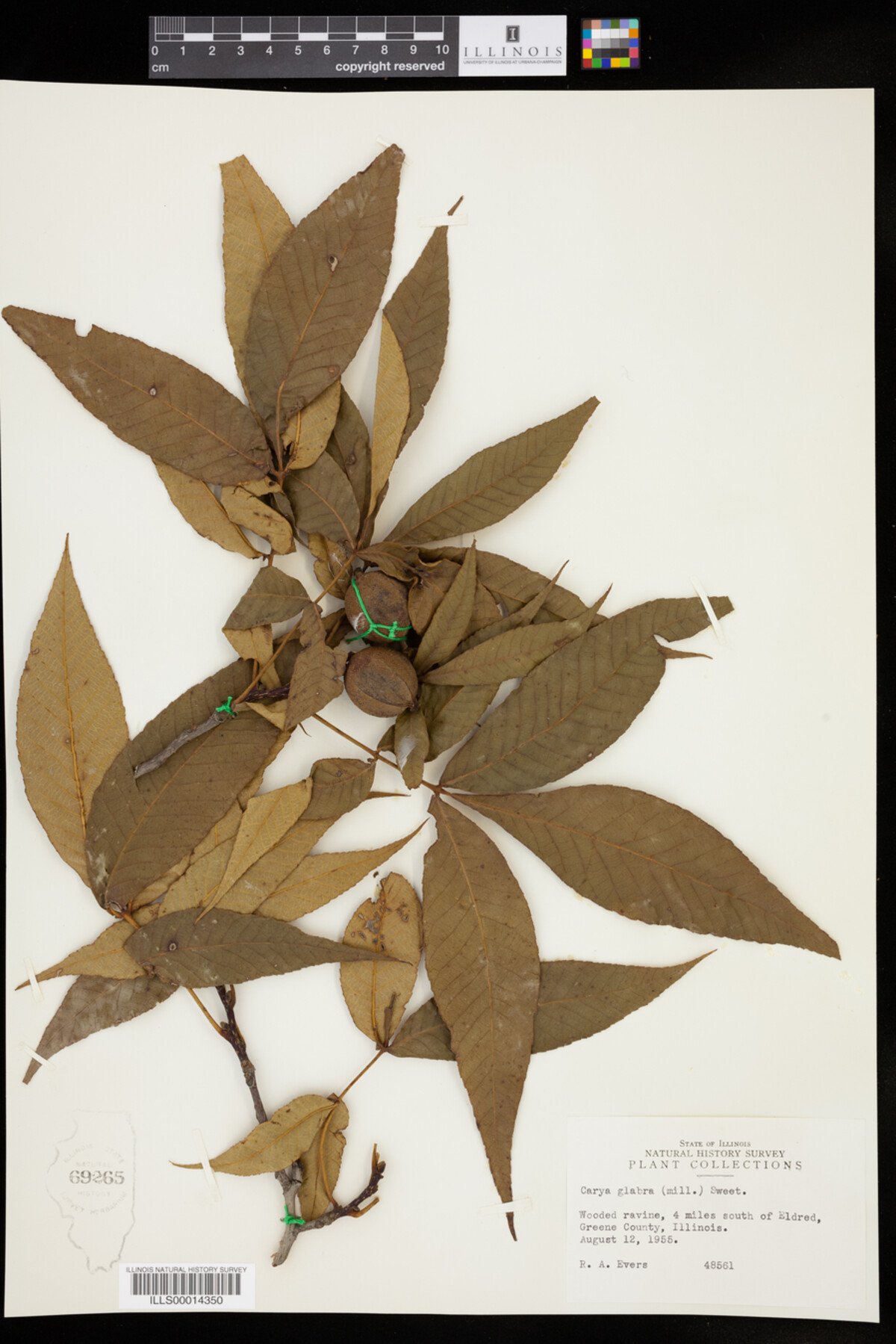 Carya glabra image