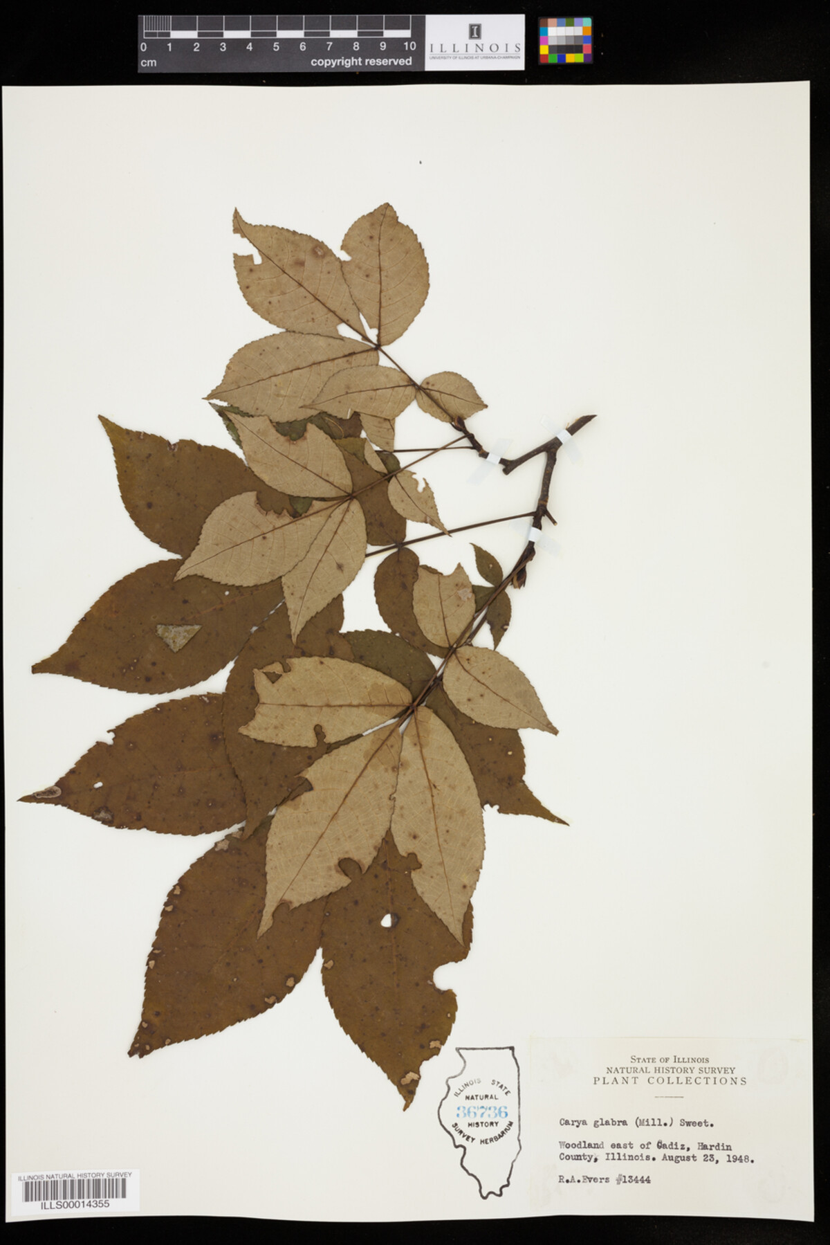 Carya glabra image