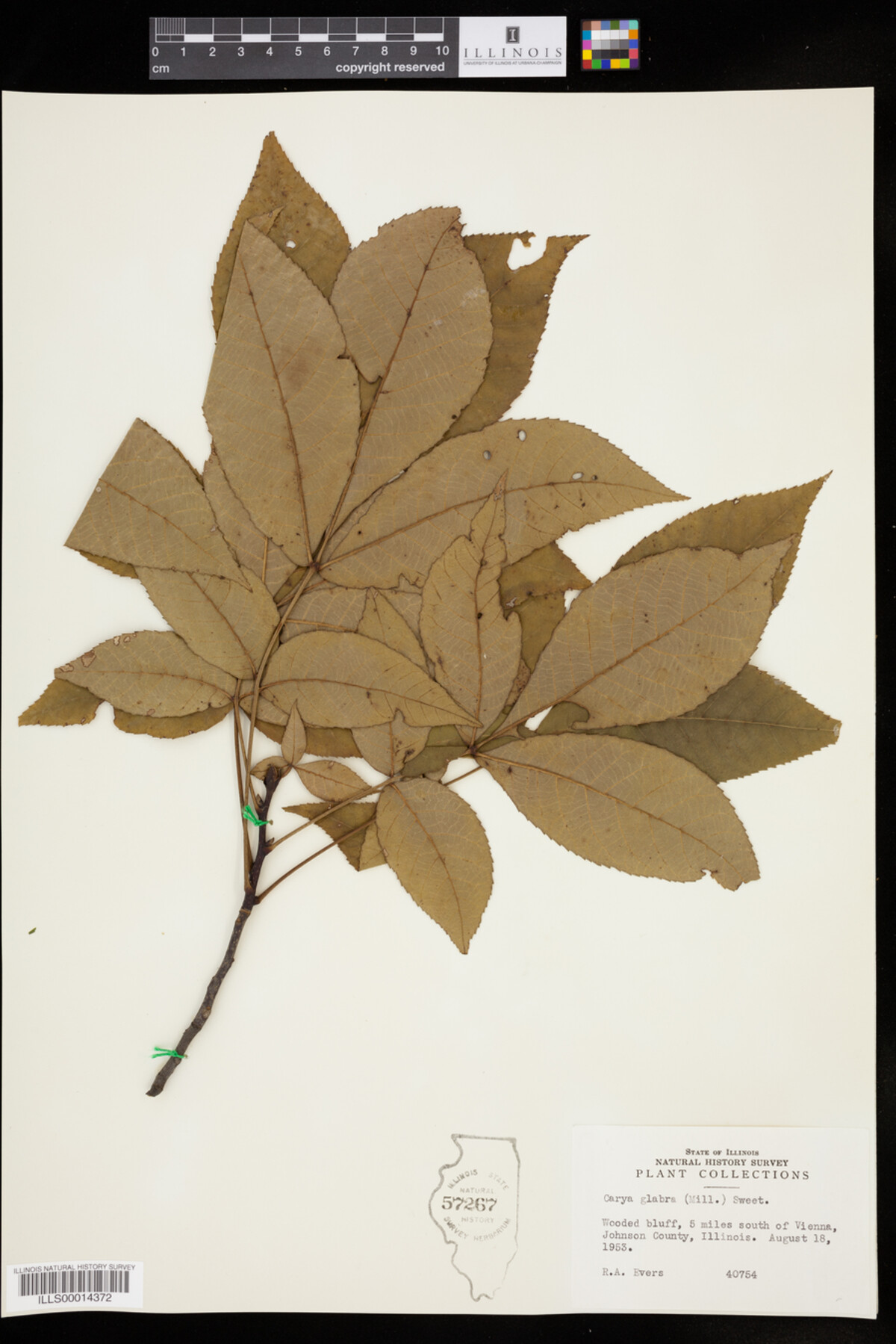 Carya glabra image