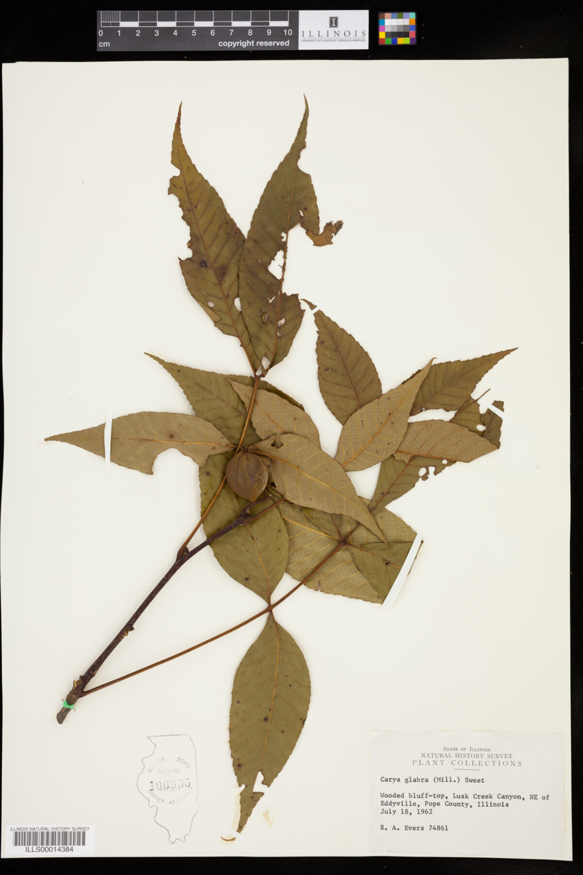 Carya glabra image