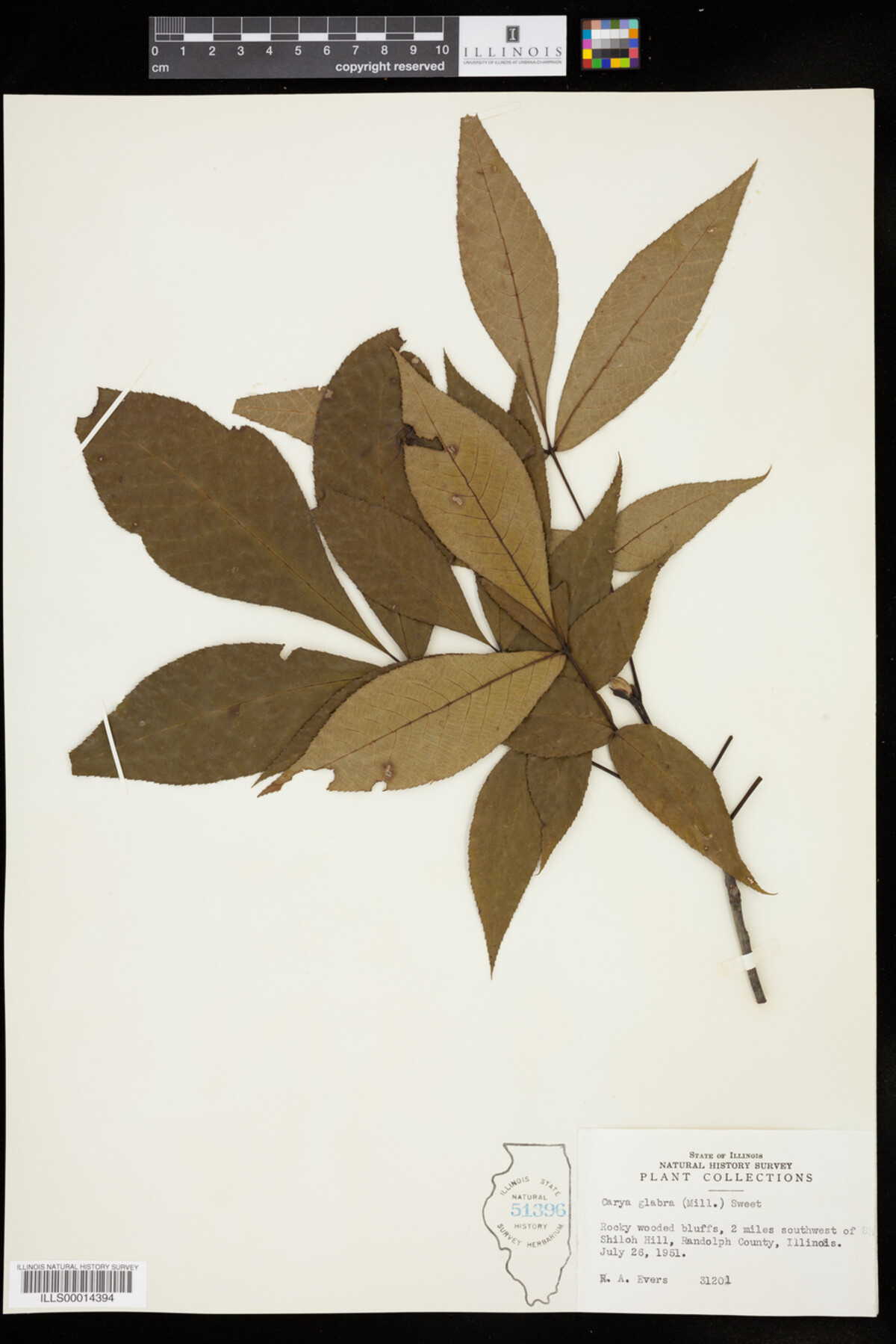 Carya glabra image
