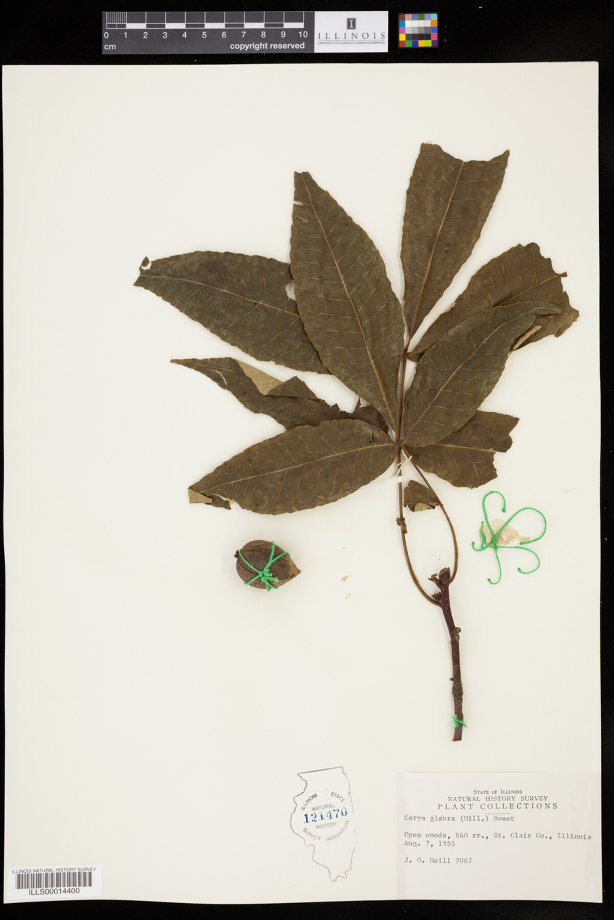 Carya glabra image