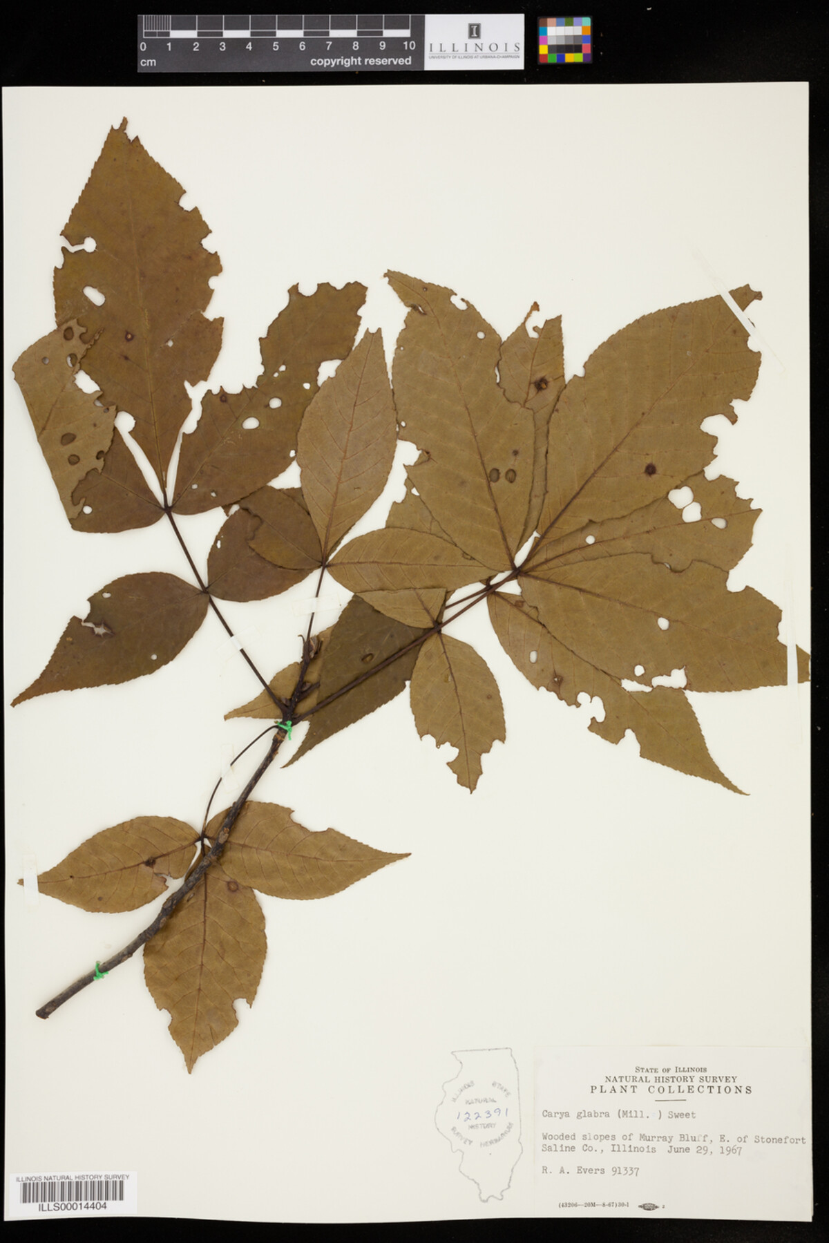 Carya glabra image
