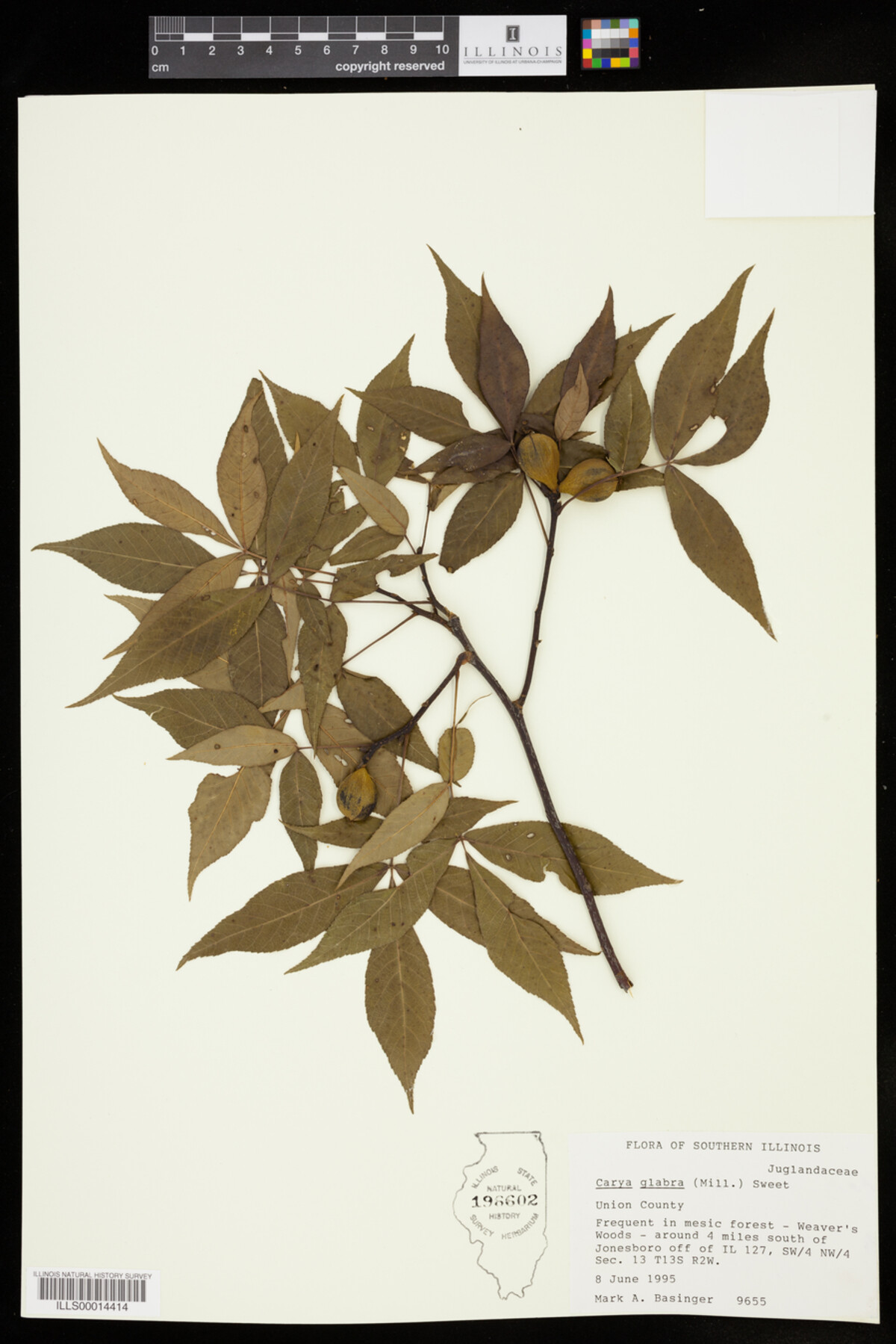 Carya glabra image