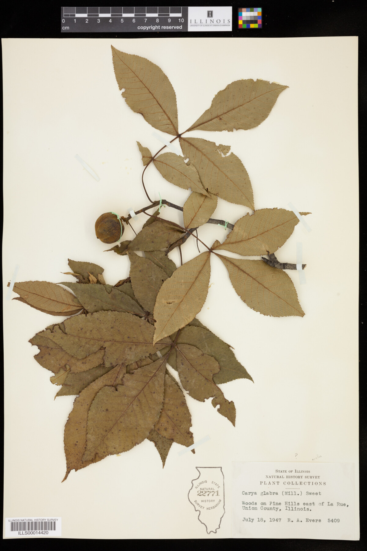 Carya glabra image
