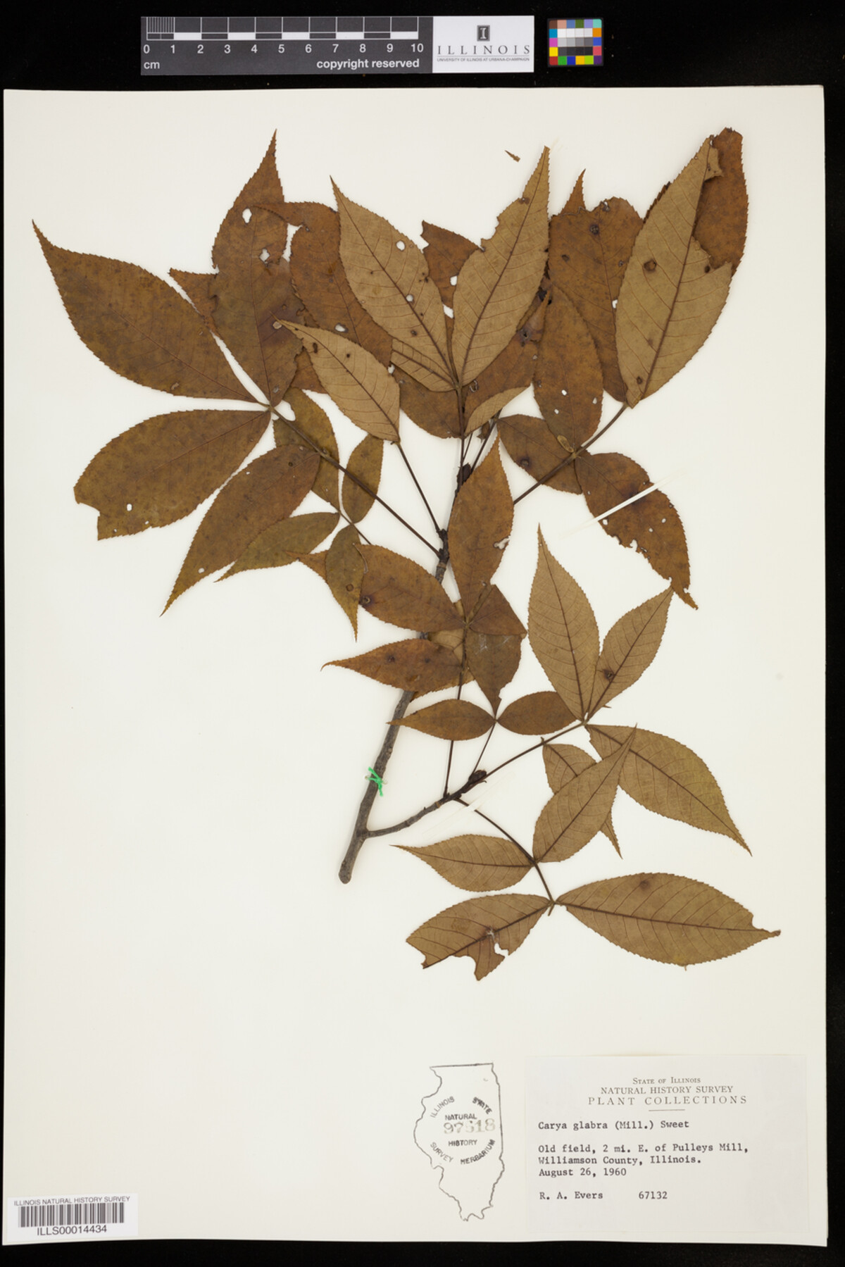 Carya glabra image