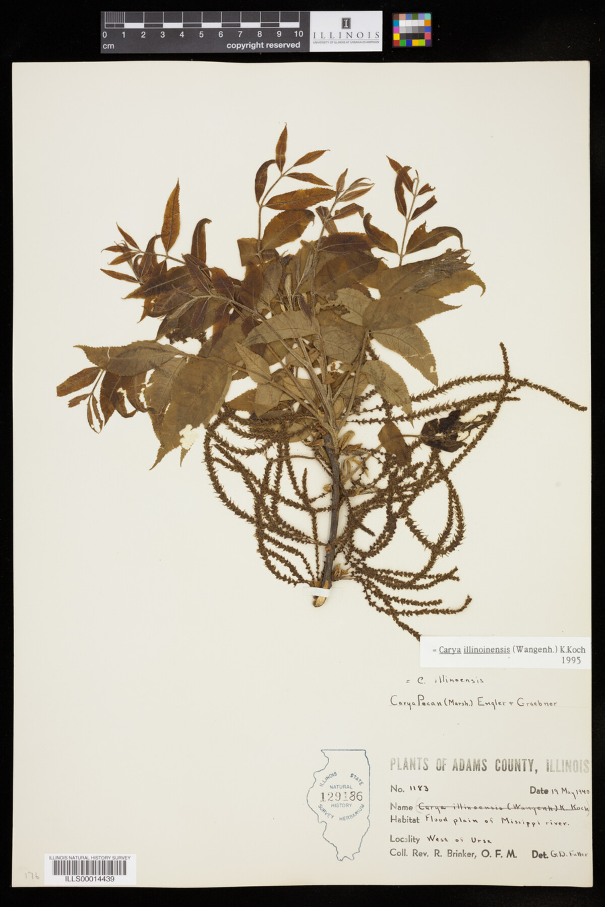 Carya image