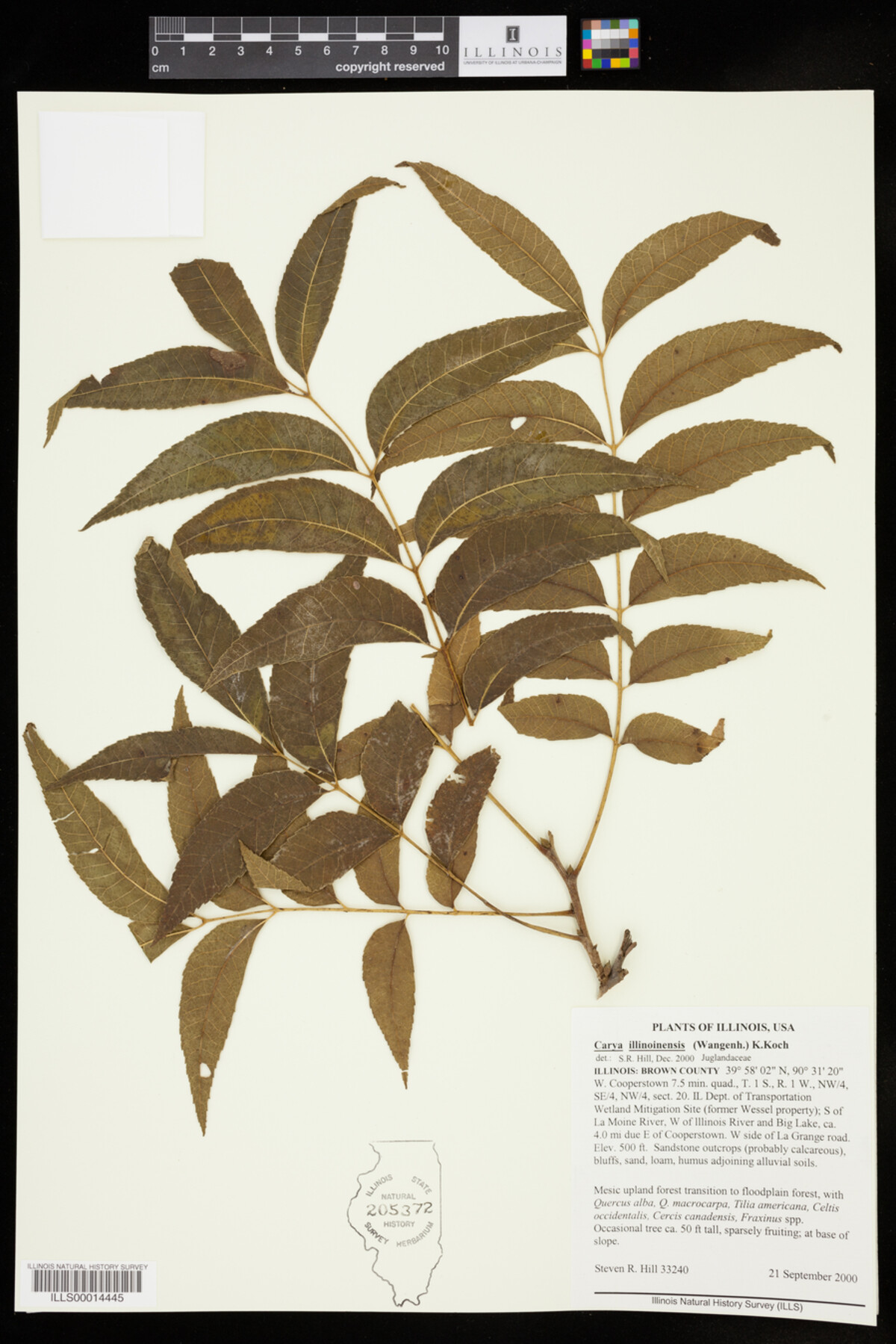 Juglandaceae image
