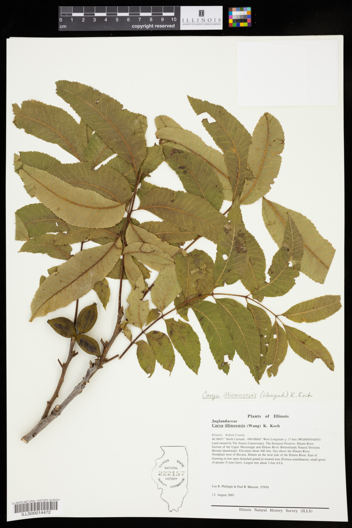 Carya illinoinensis image