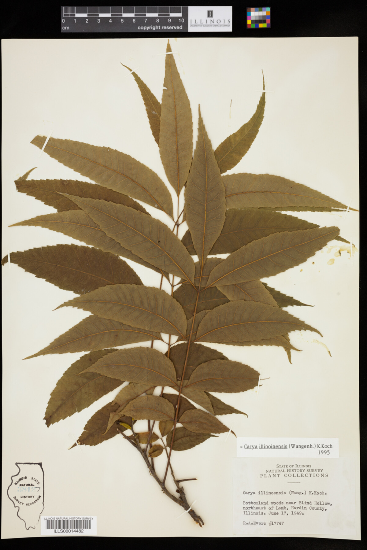 Carya illinoinensis image