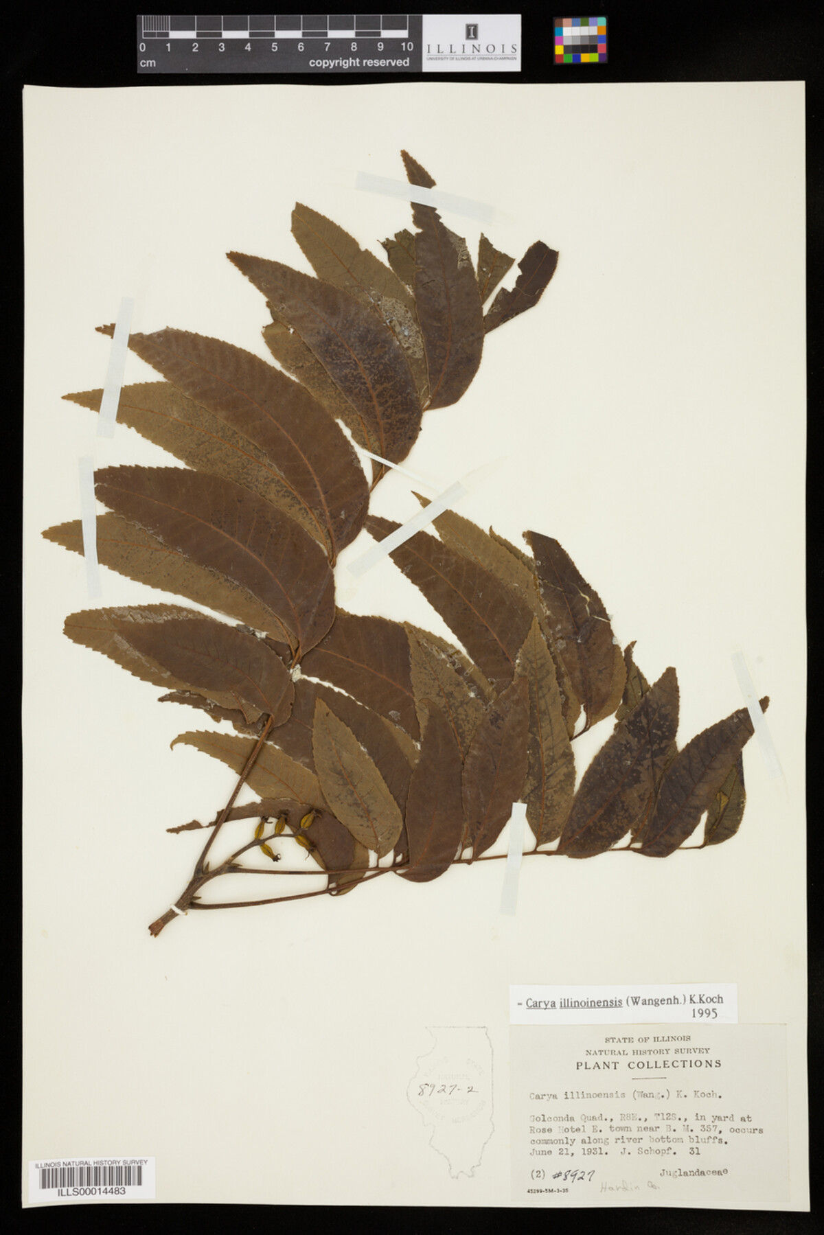 Carya illinoinensis image