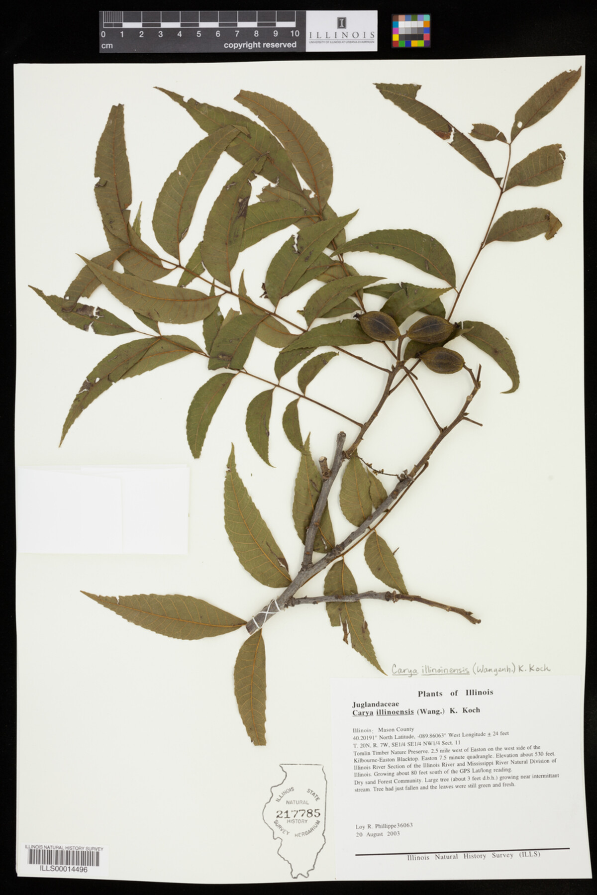 Carya illinoinensis image