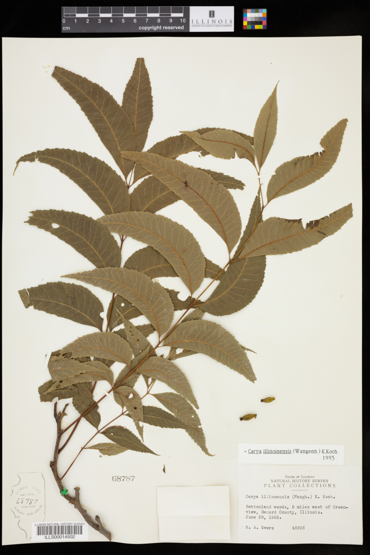 Carya illinoinensis image