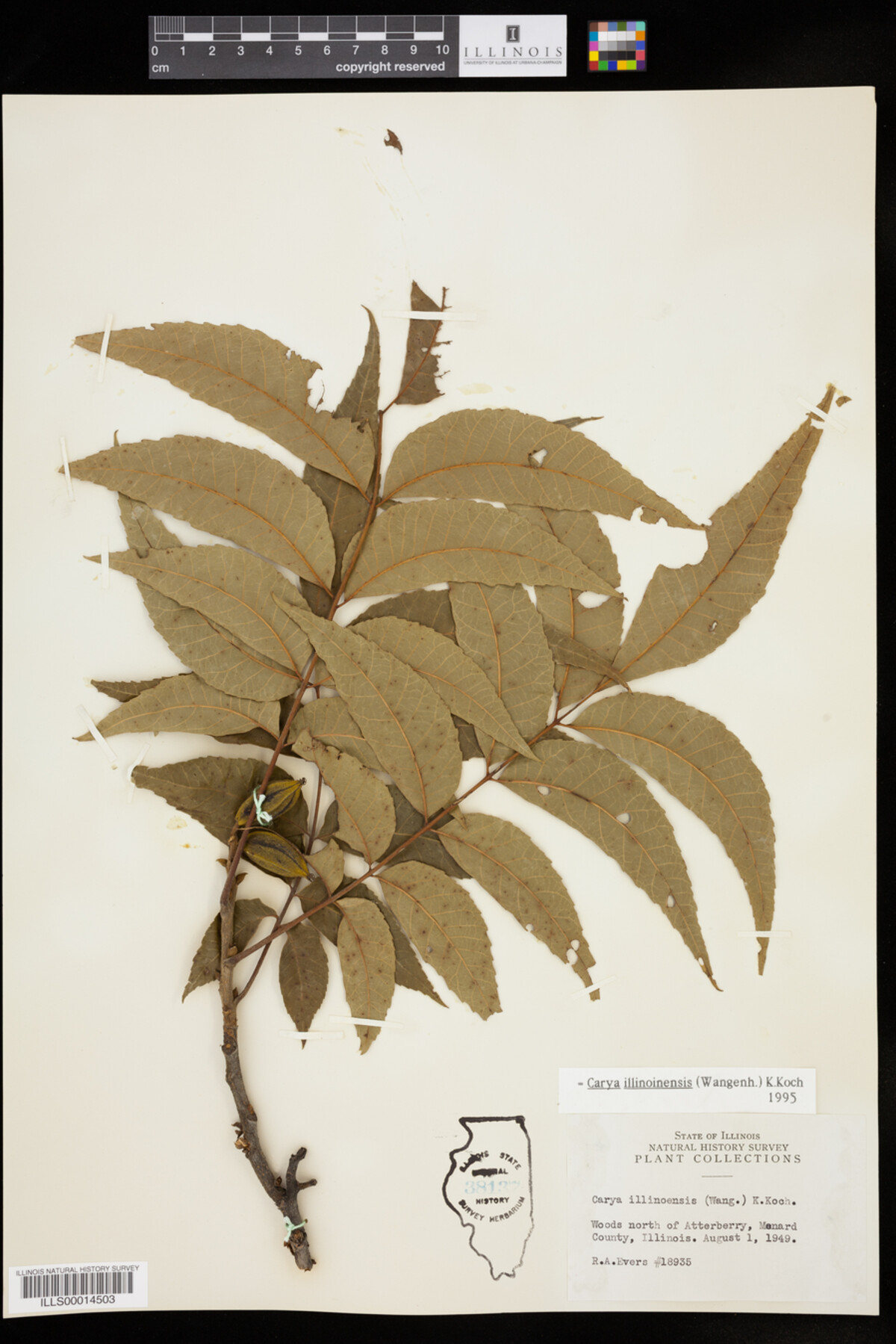 Carya illinoinensis image