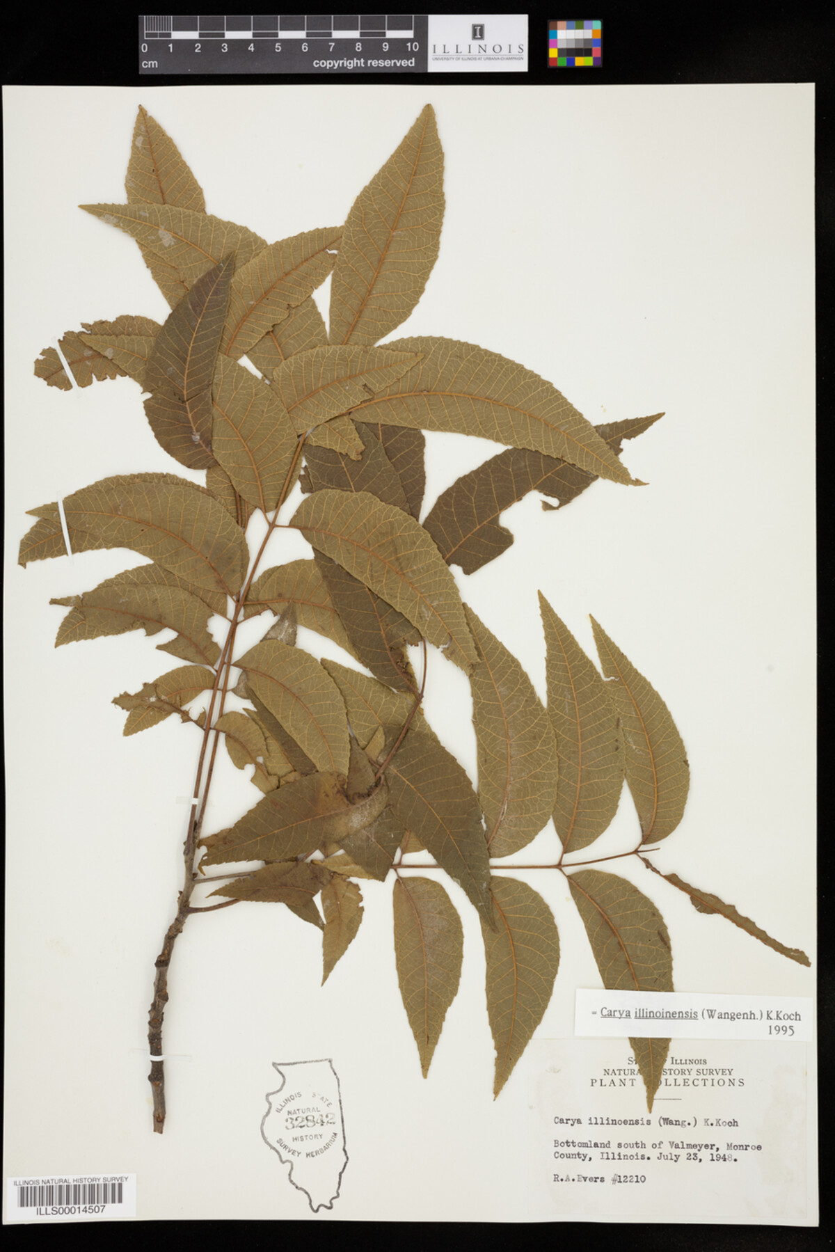 Carya illinoinensis image