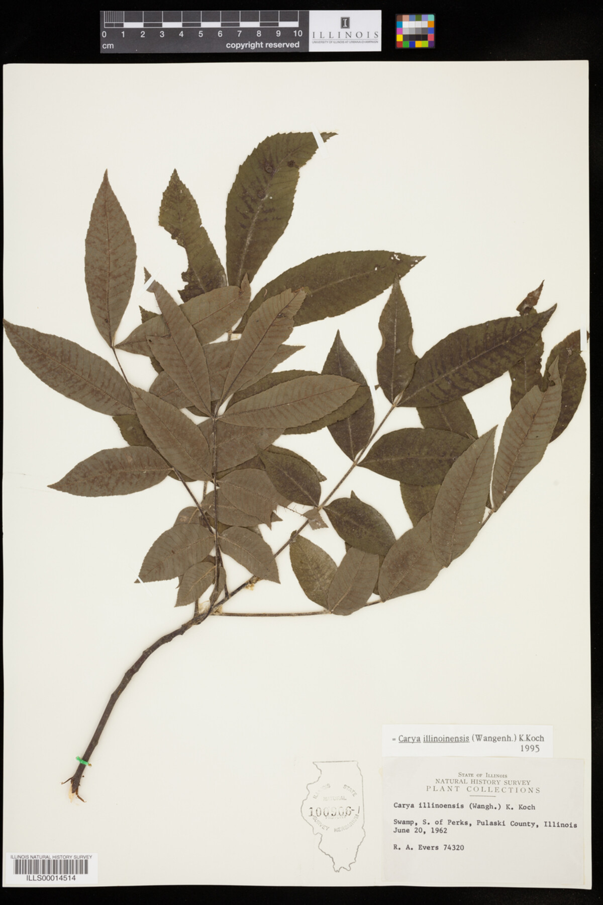 Carya aquatica image