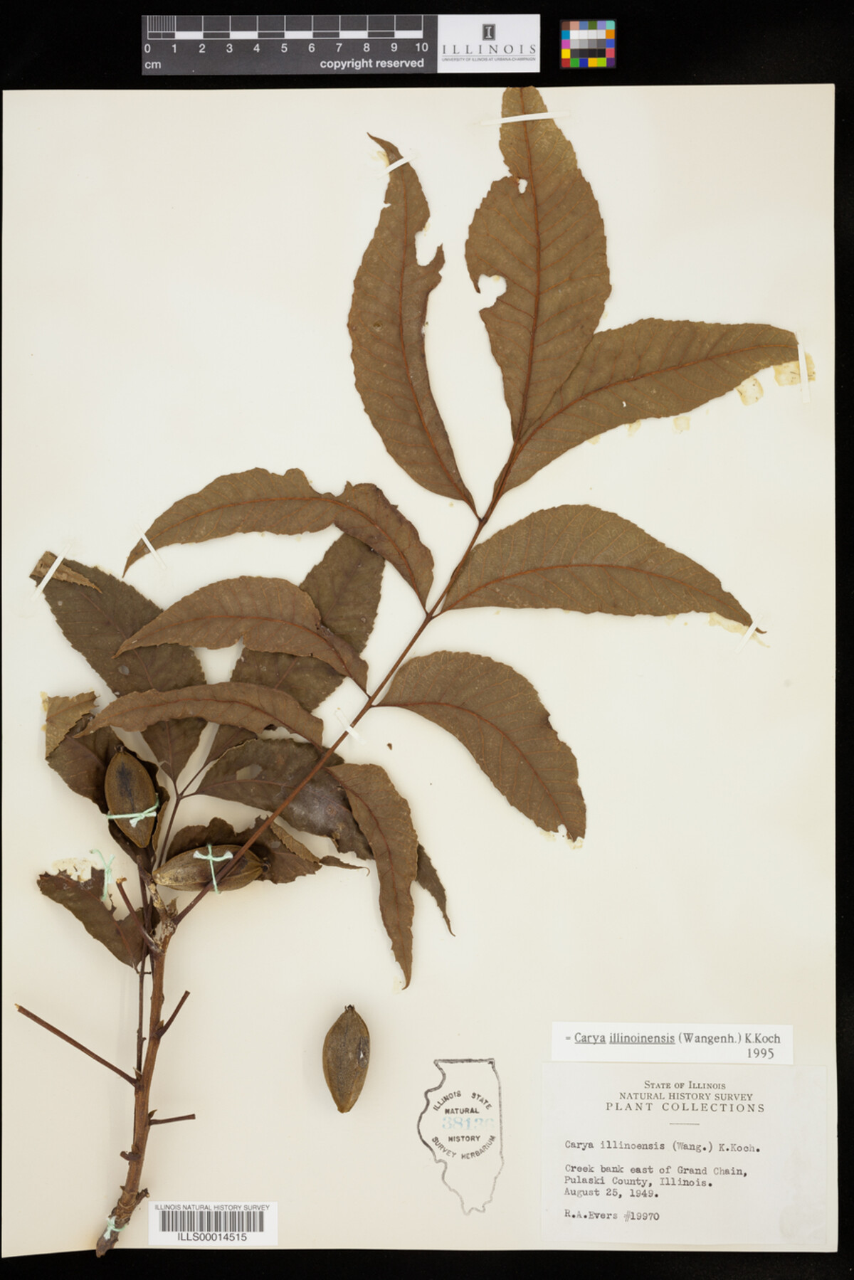 Carya illinoinensis image