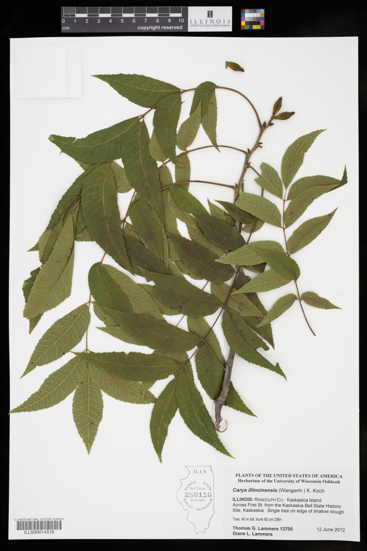Carya illinoinensis image