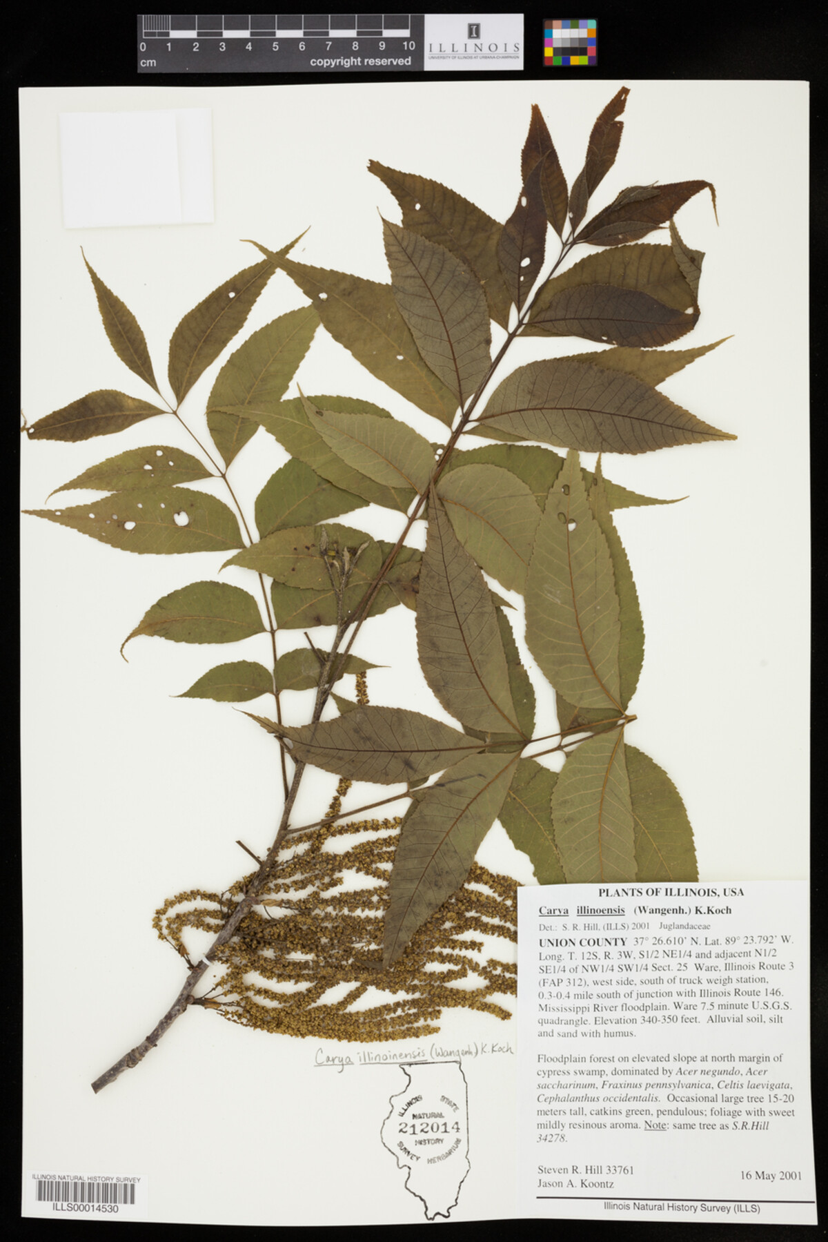 Carya illinoinensis image