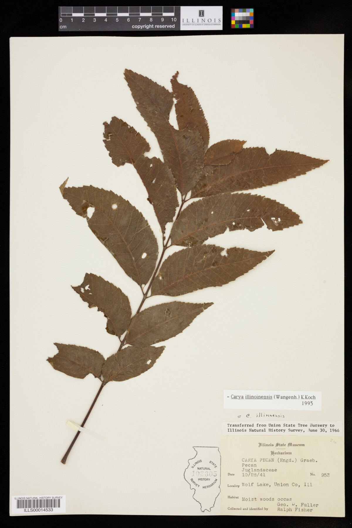 Carya illinoinensis image