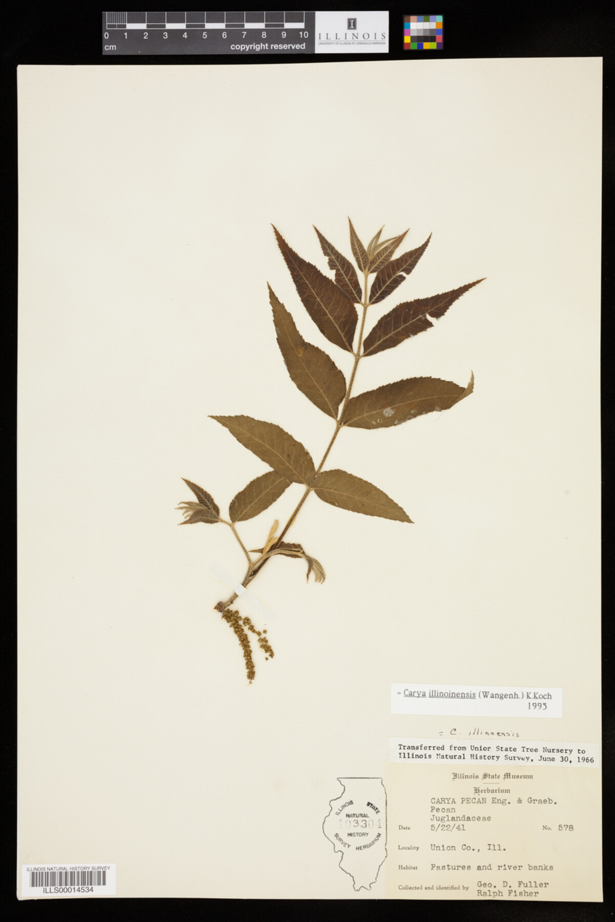 Carya illinoinensis image
