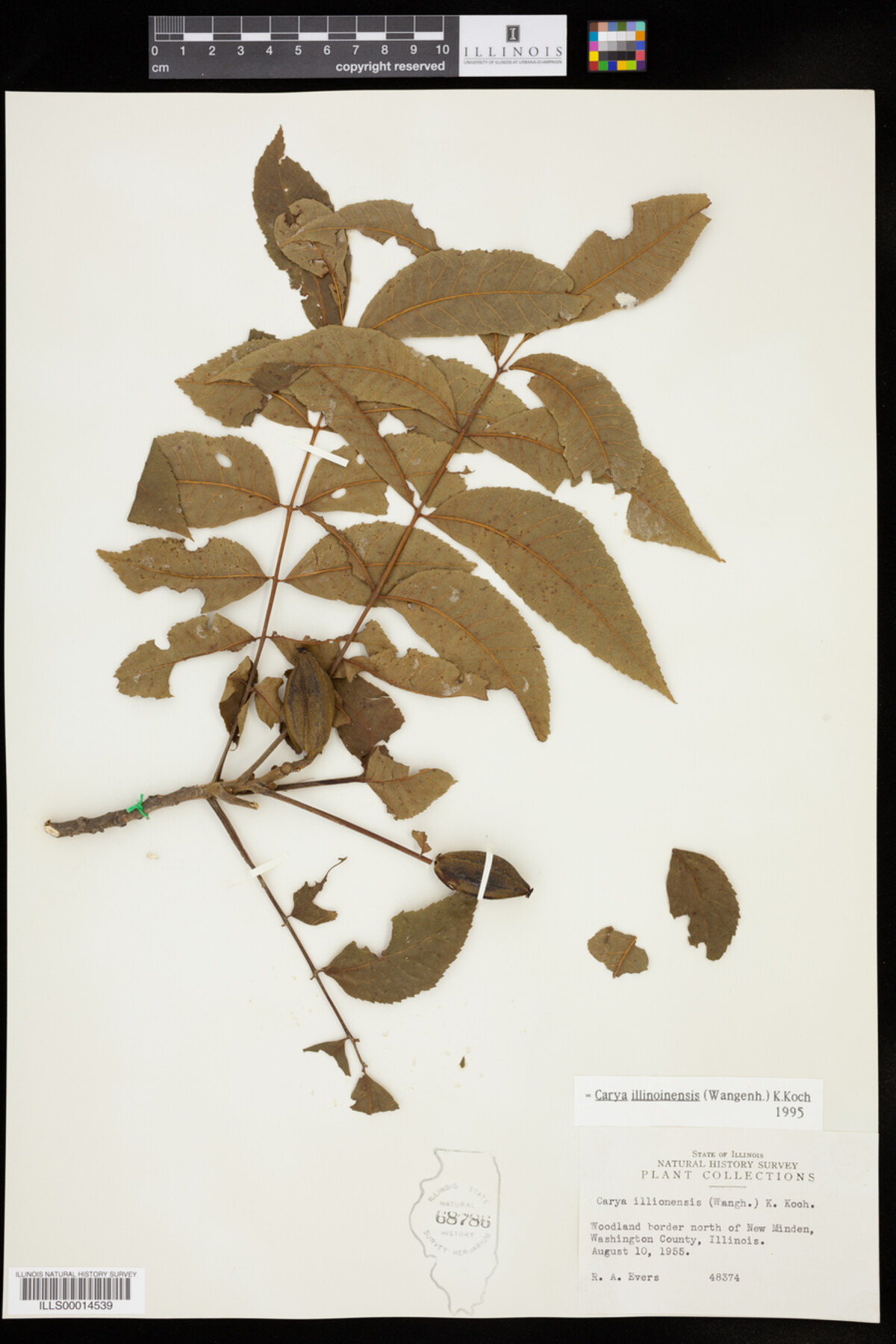 Carya illinoinensis image