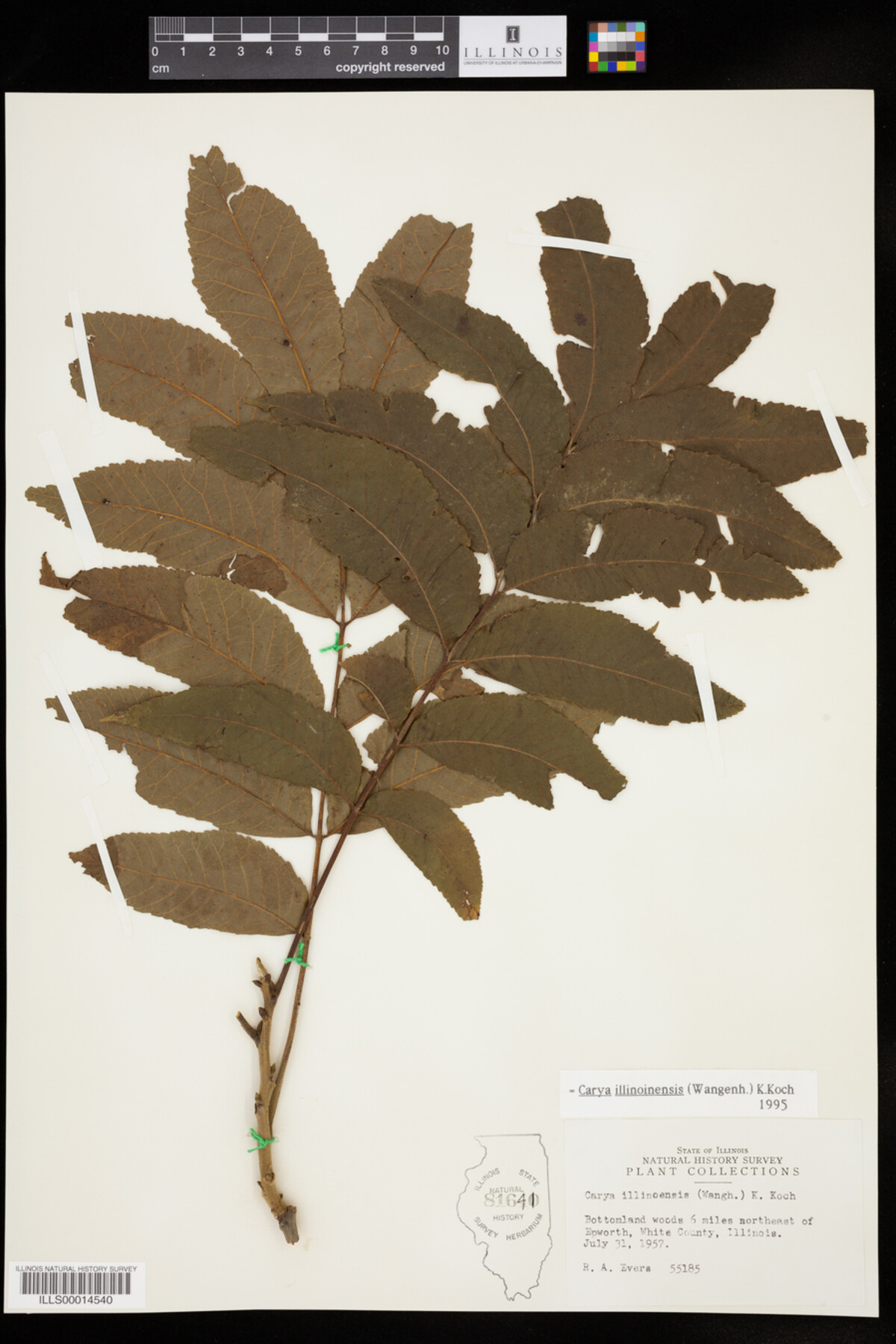 Carya illinoinensis image