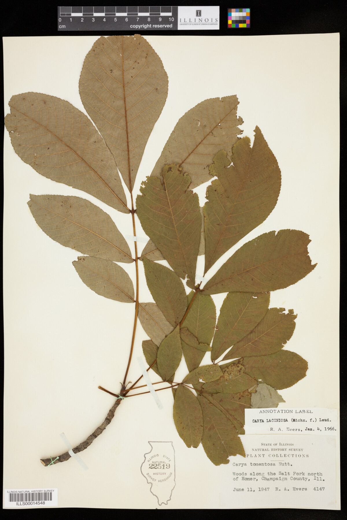 Carya laciniosa image