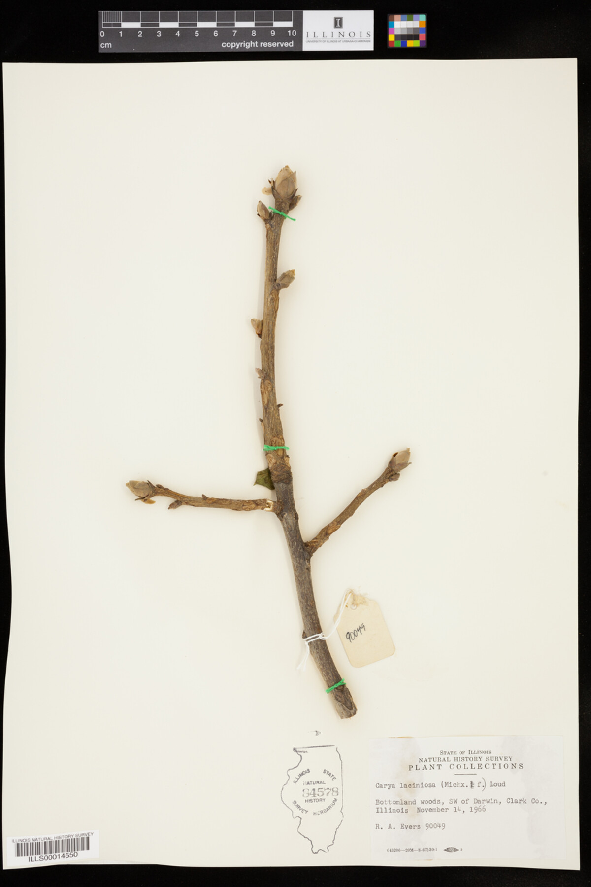 Carya laciniosa image